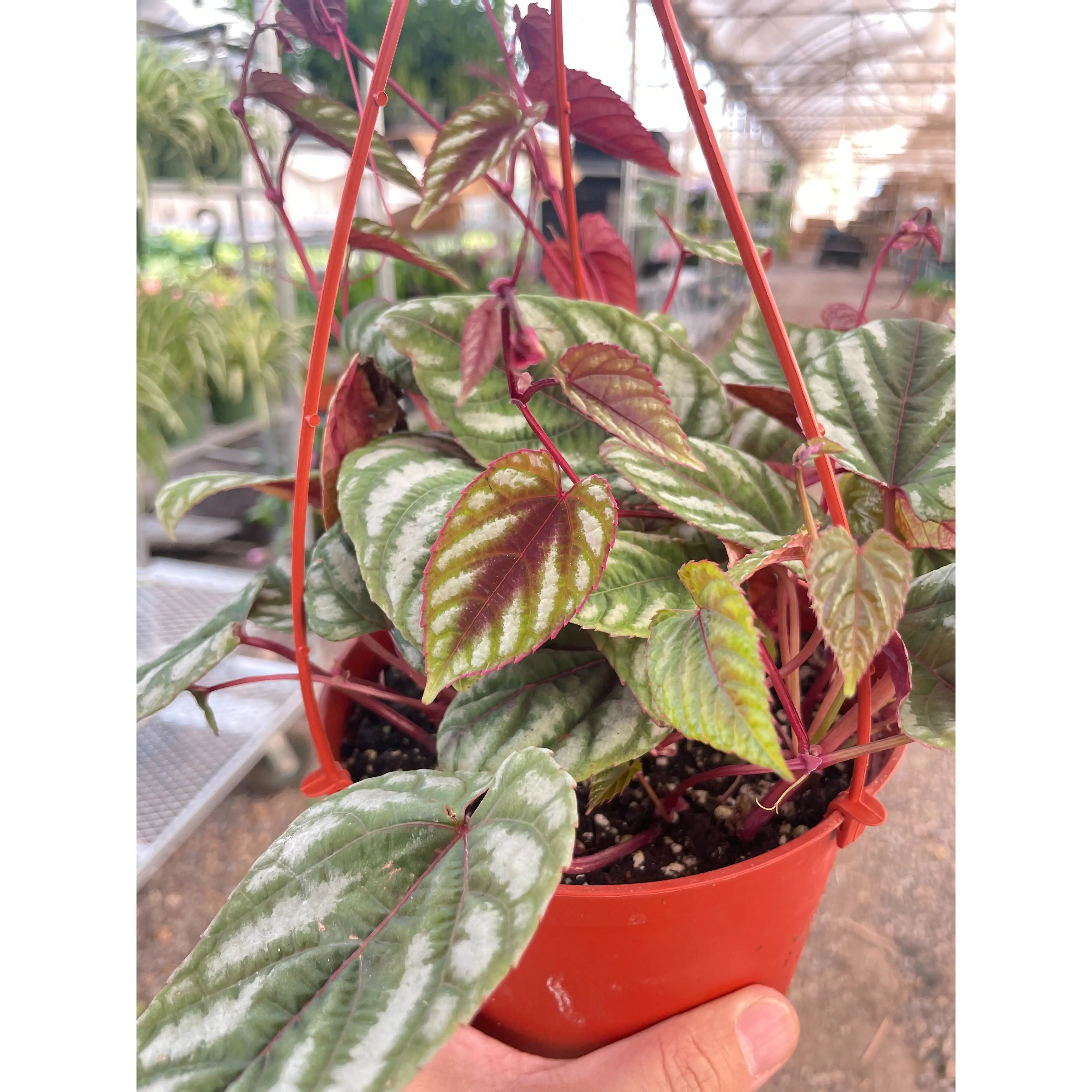 Begonia Rex Vine - 6