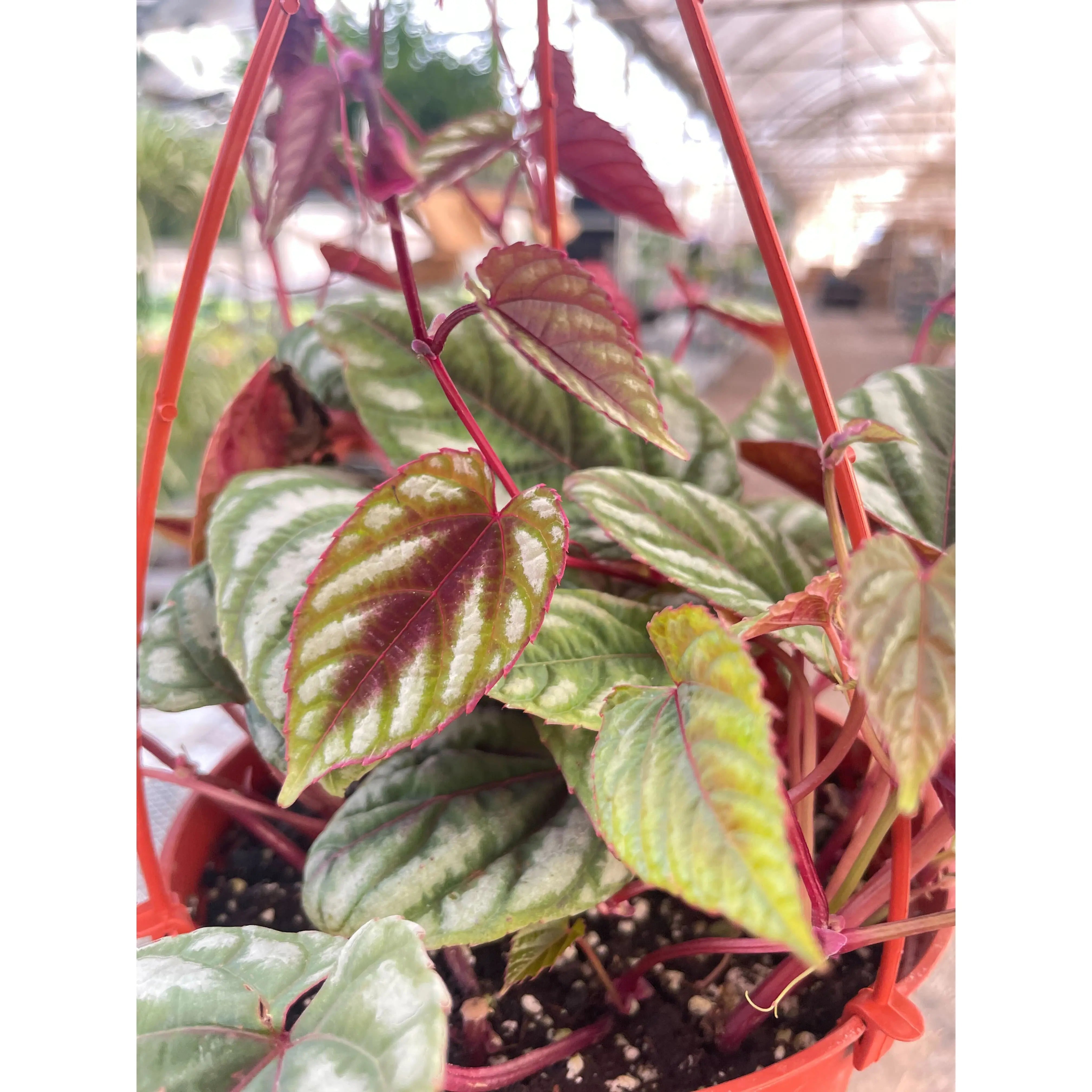 Begonia Rex Vine - 6