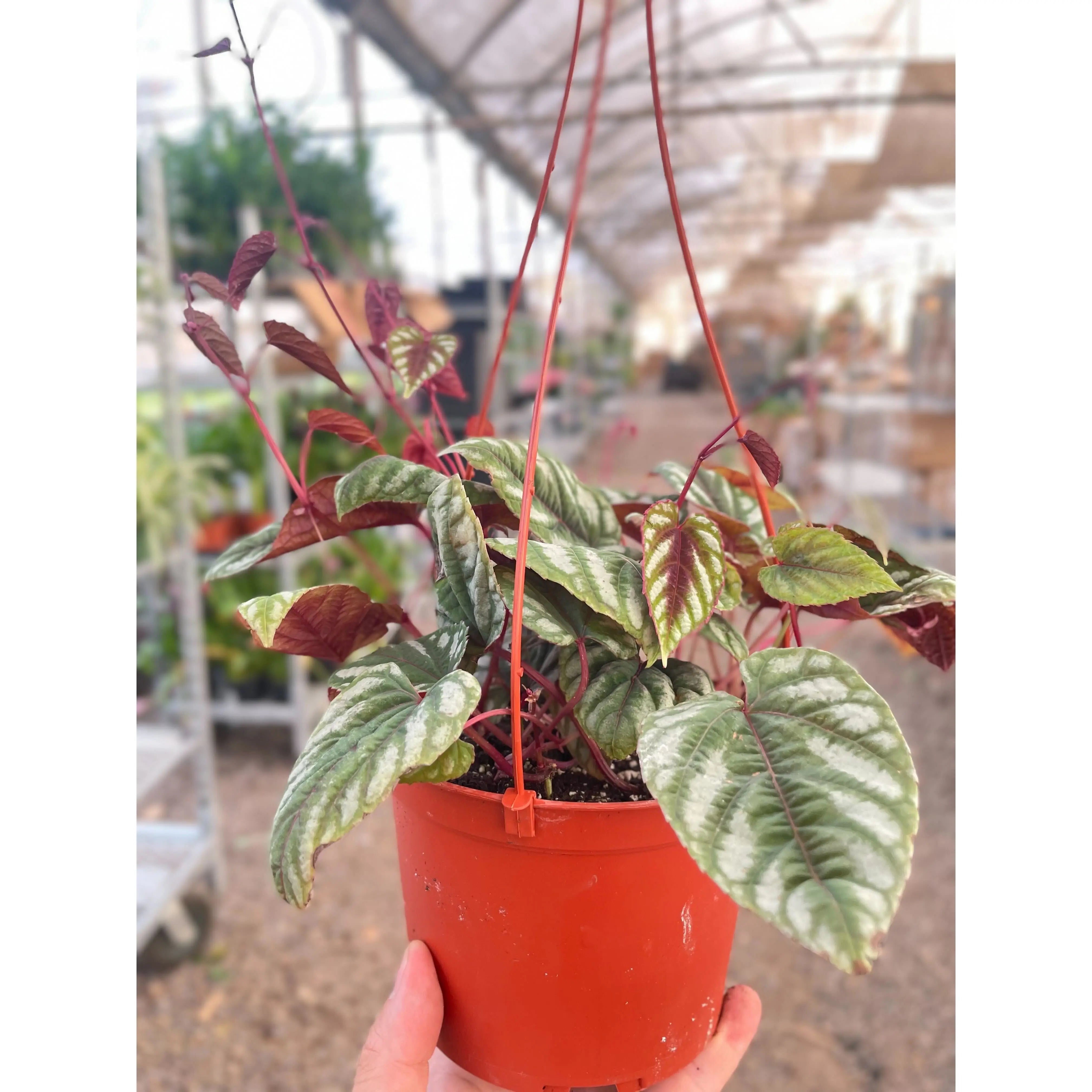 Begonia Rex Vine - 6