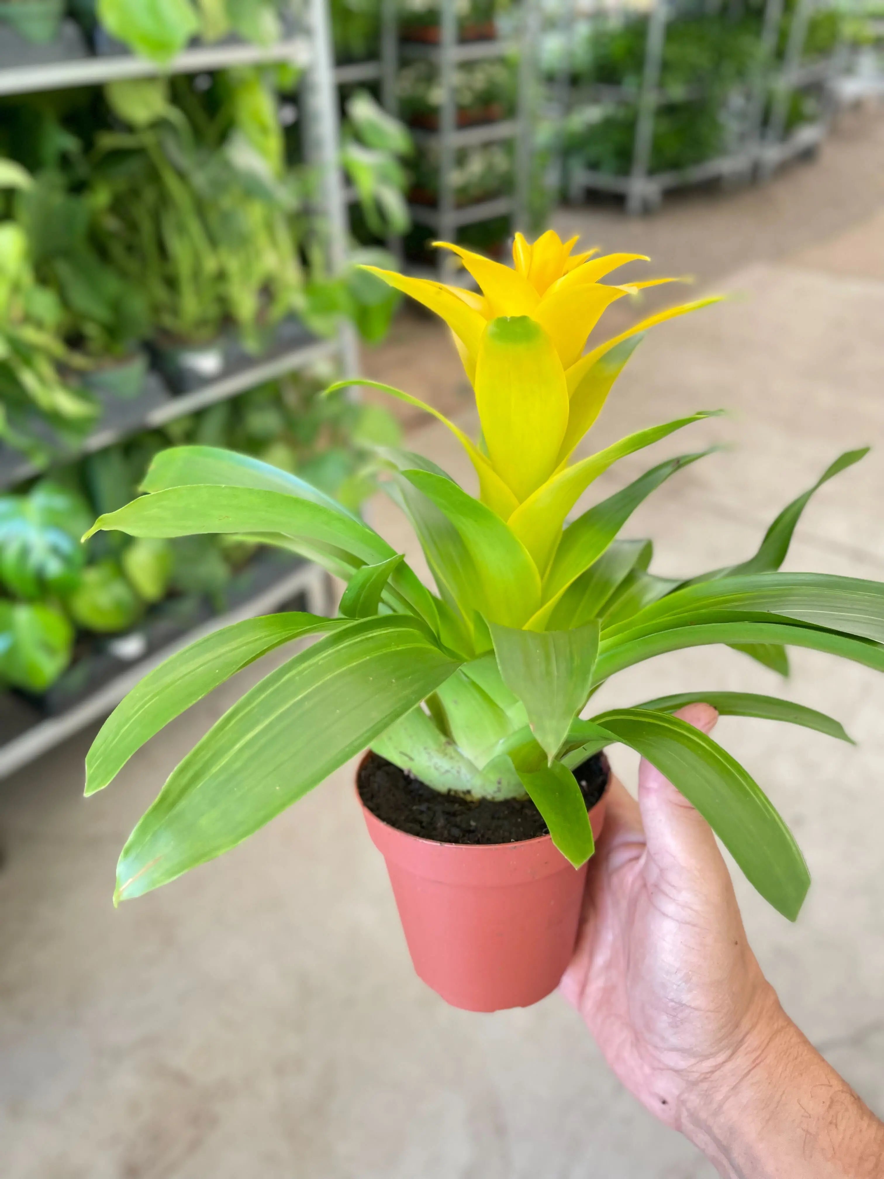 Bromeliad Guzmania 'Yellow' - 4