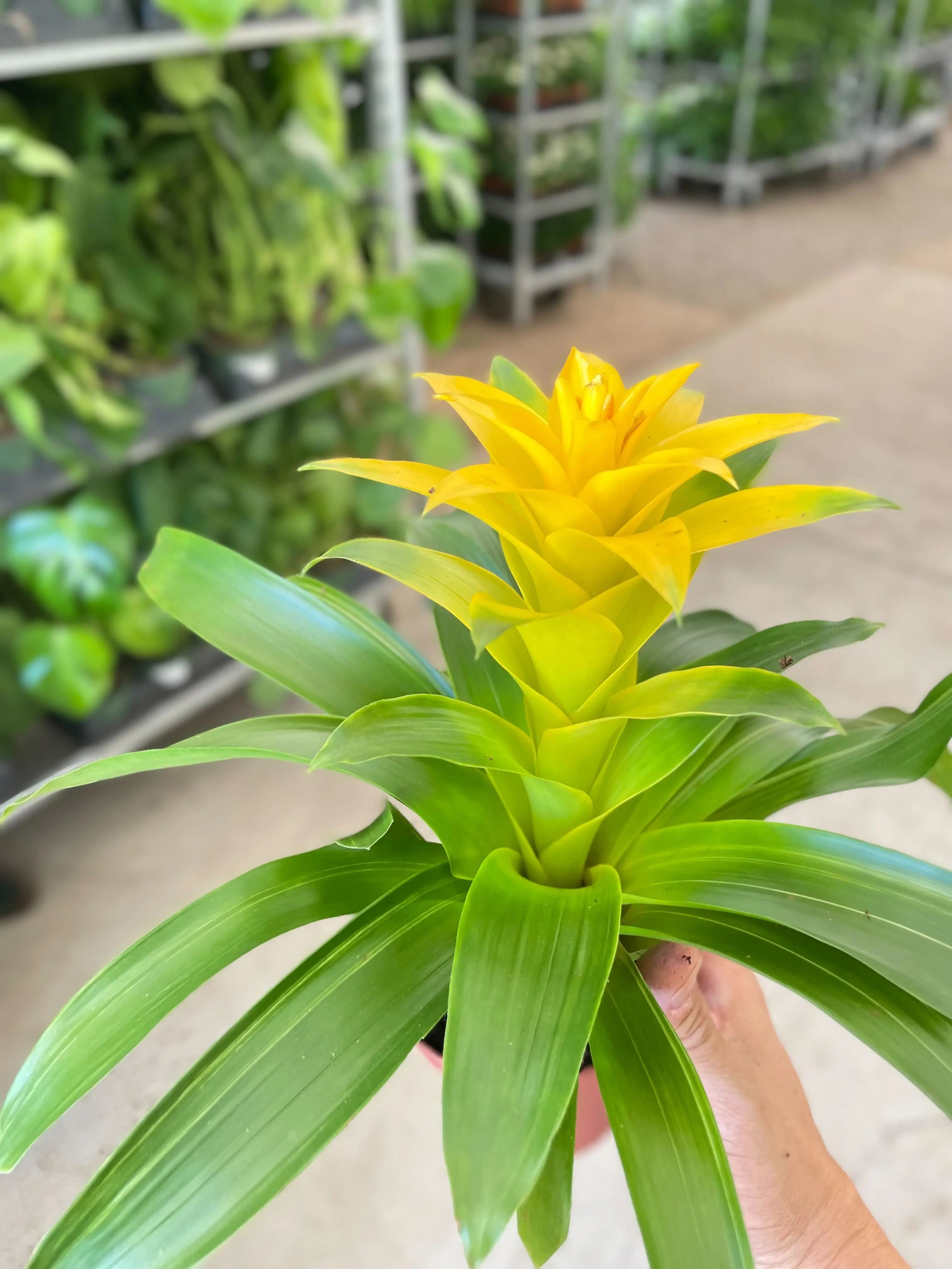 Bromeliad Guzmania 'Yellow' - 4