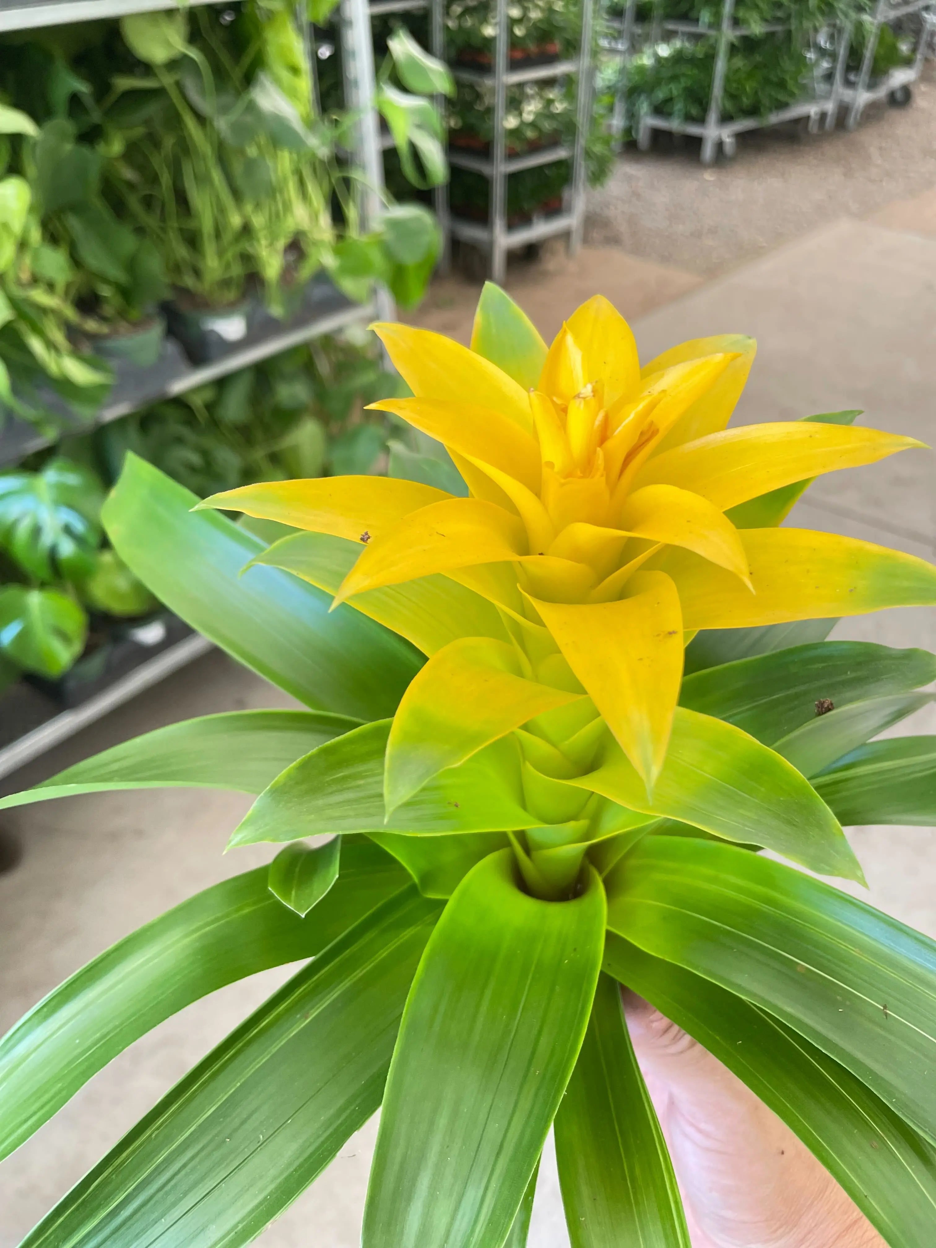 Bromeliad Guzmania 'Yellow' - 4