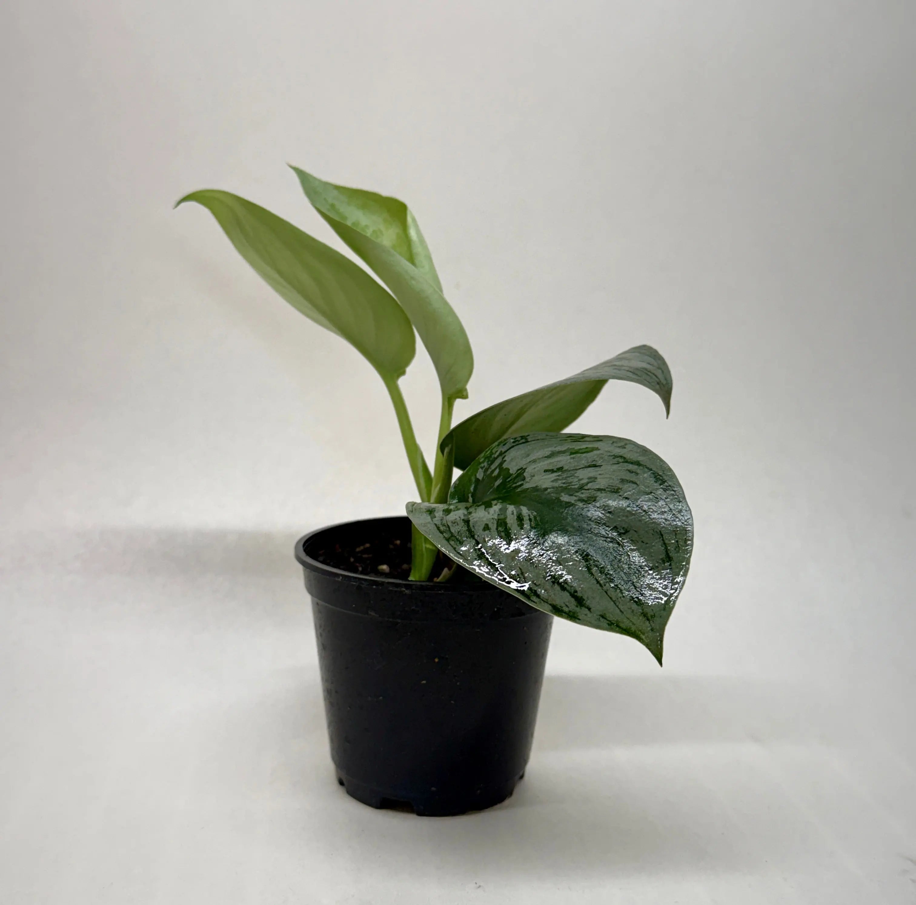 Pothos 'Silver Splash'