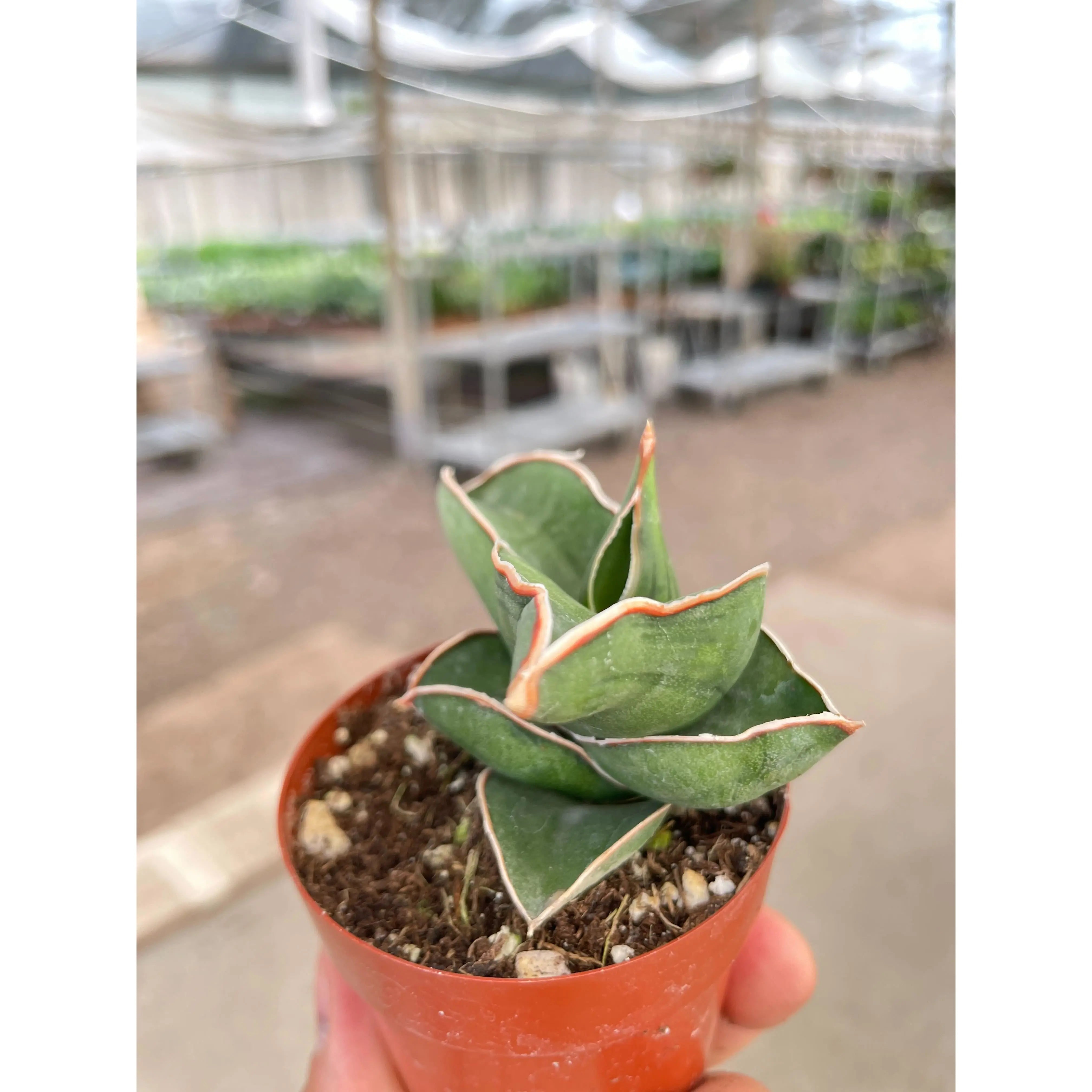 Sansevieria Samurai - 3