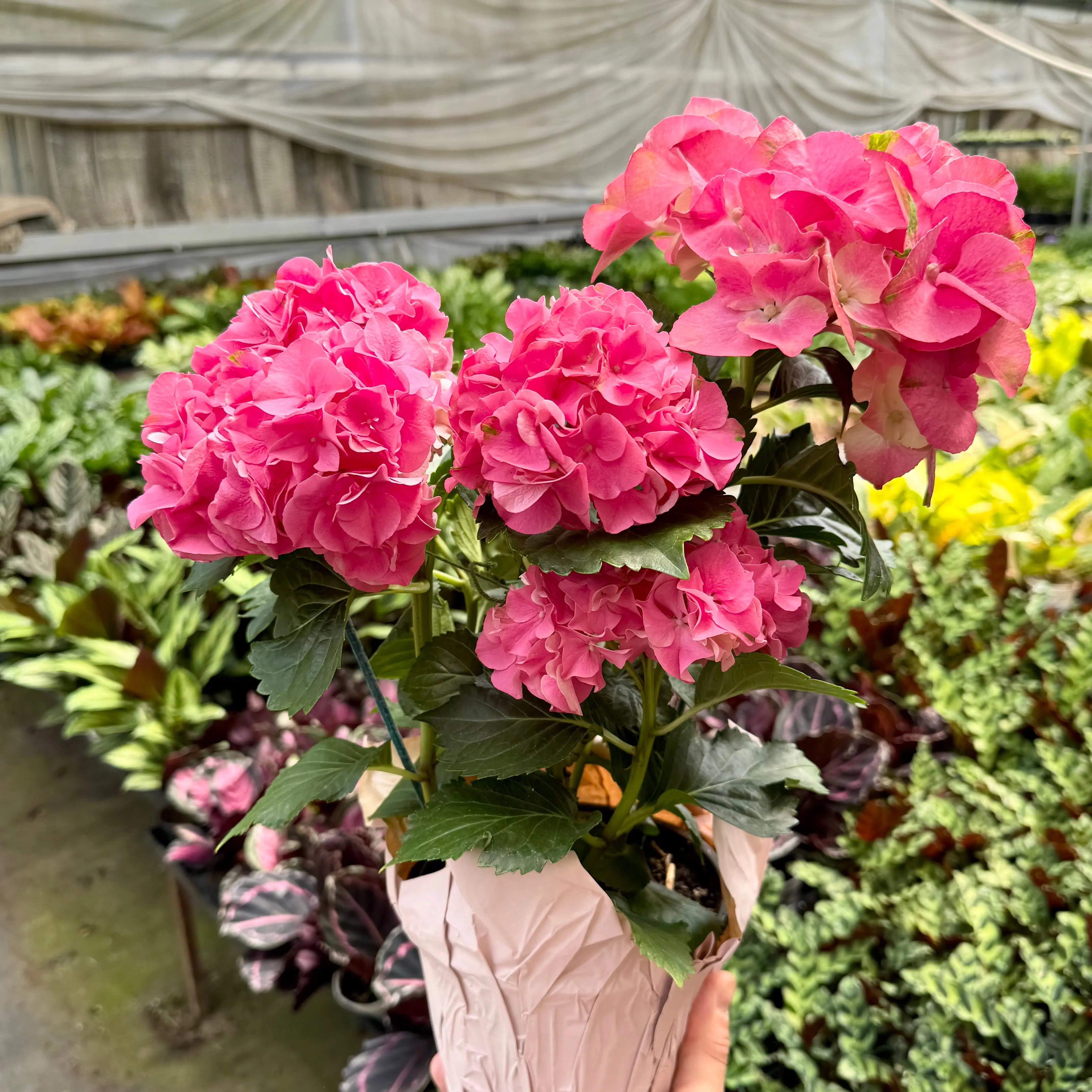 Pink Hydrangea