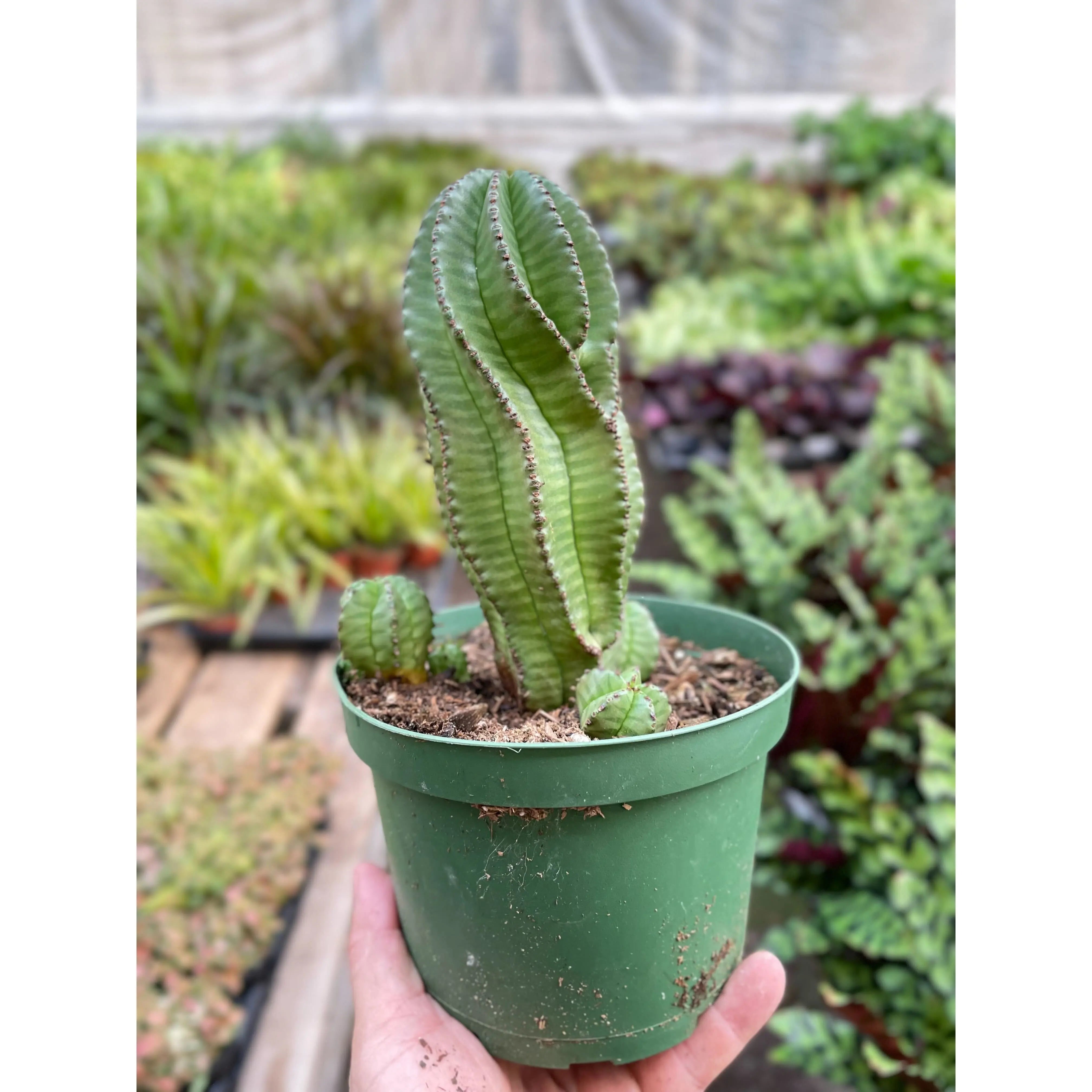 Euphorbia Mother Hubbard Cactus - 6