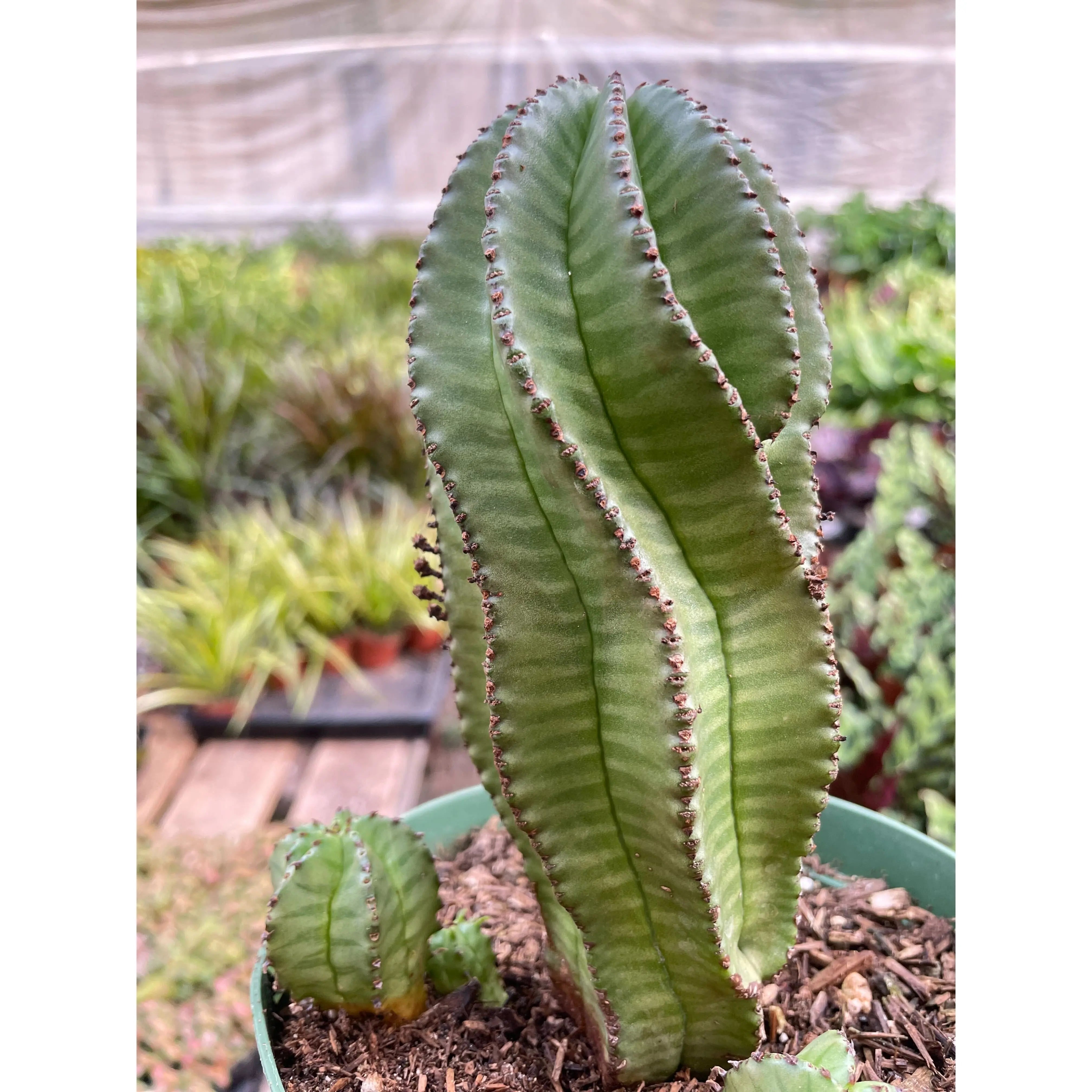 Euphorbia Mother Hubbard Cactus - 6