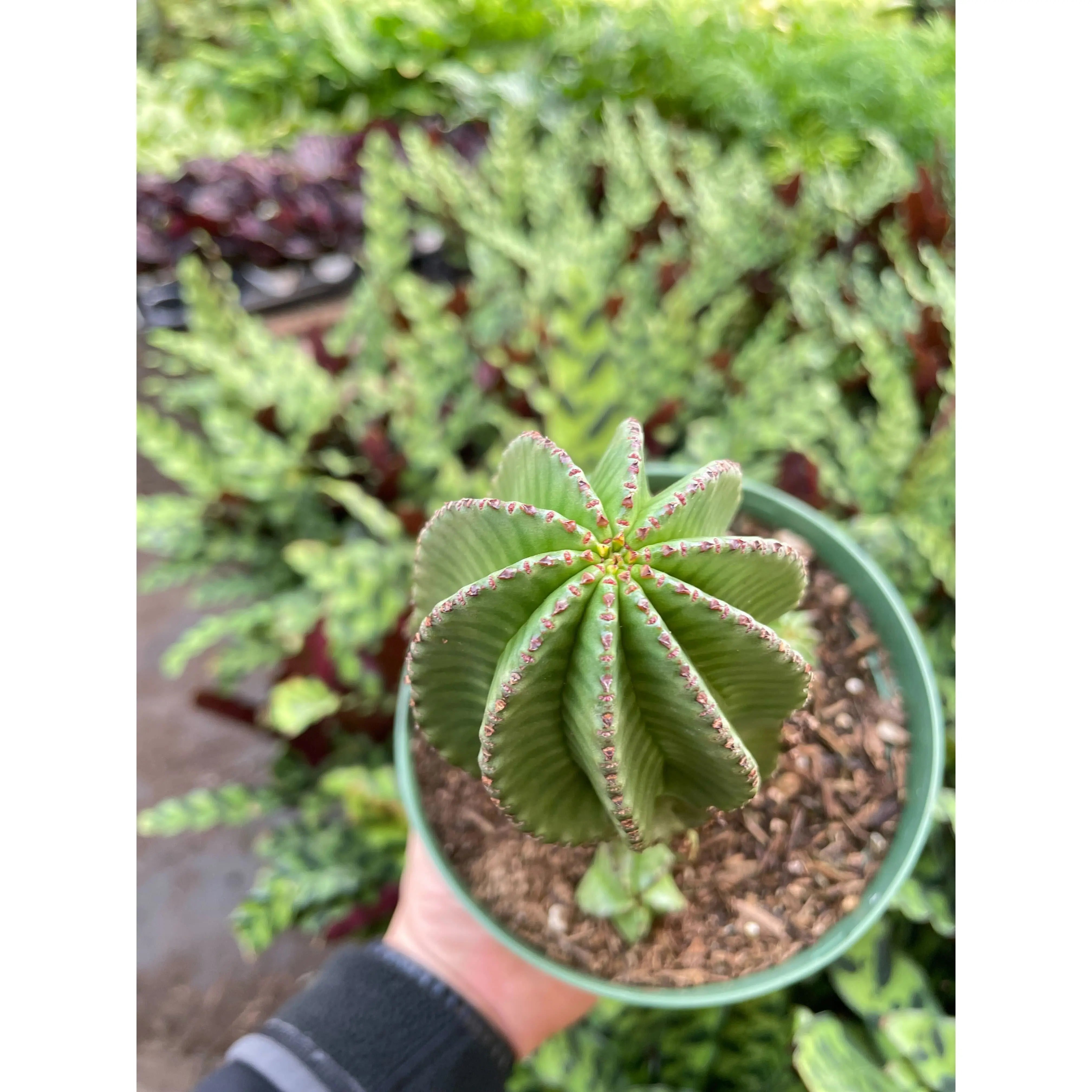 Euphorbia Mother Hubbard Cactus - 6