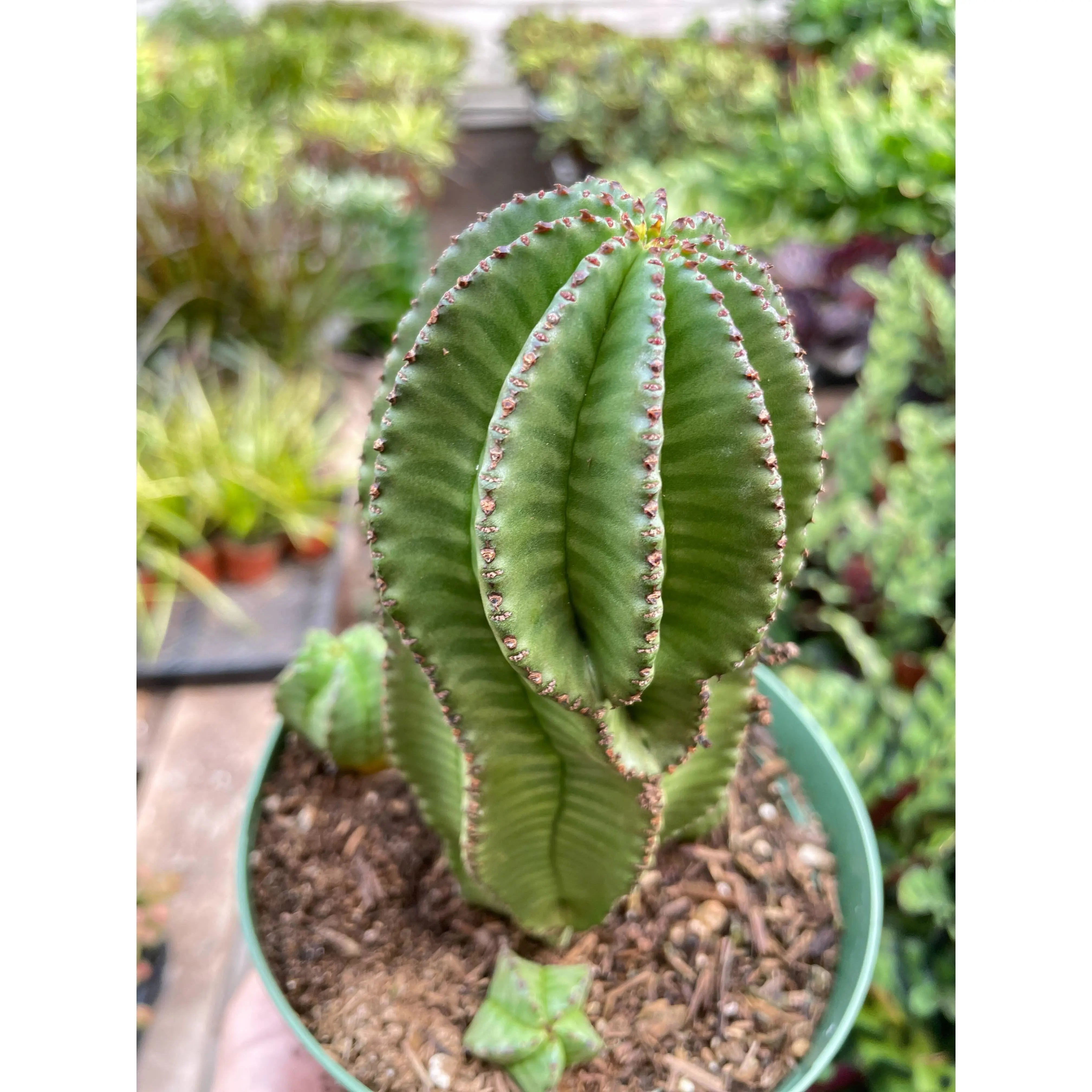 Euphorbia Mother Hubbard Cactus - 6