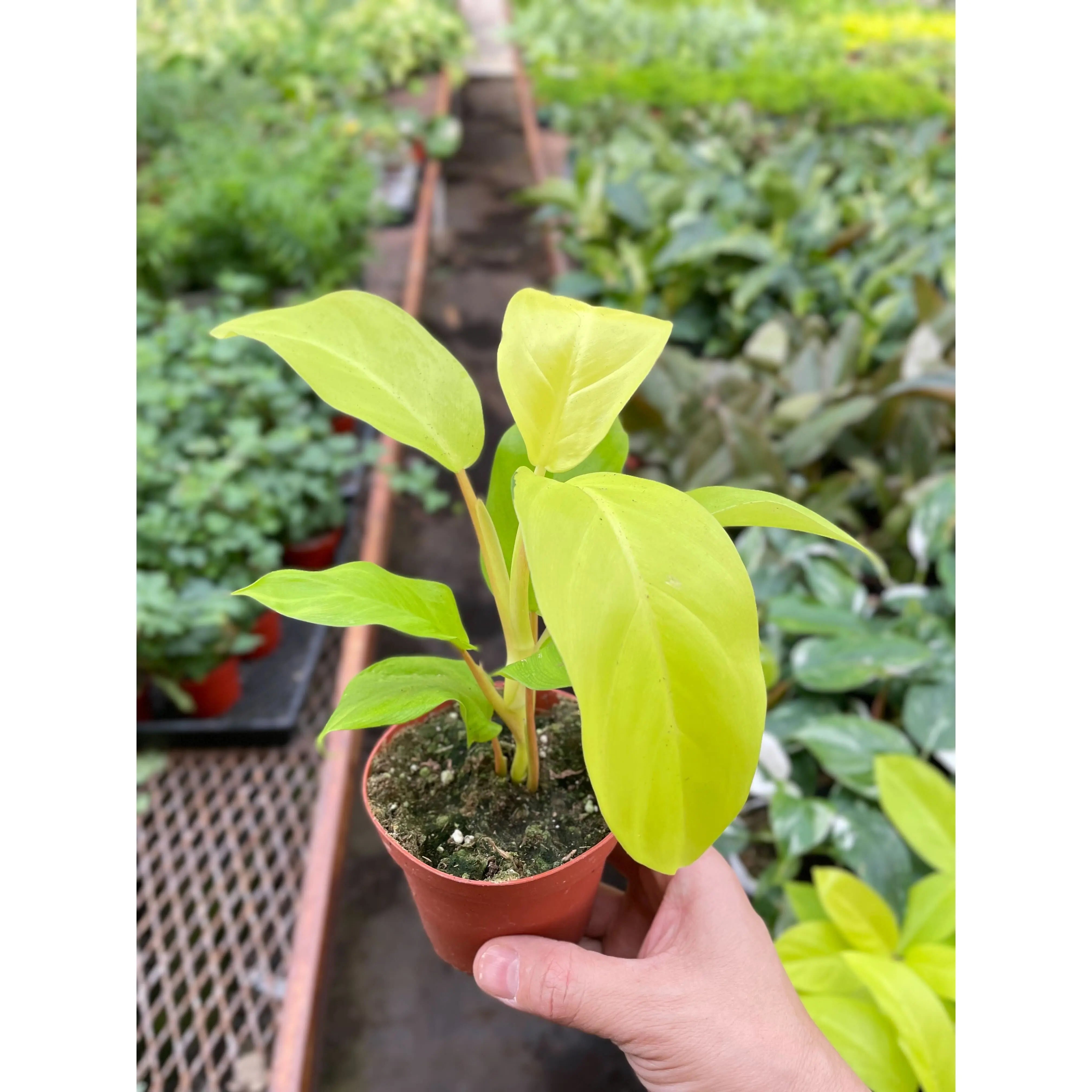 Philodendron Golden Goddess - 4
