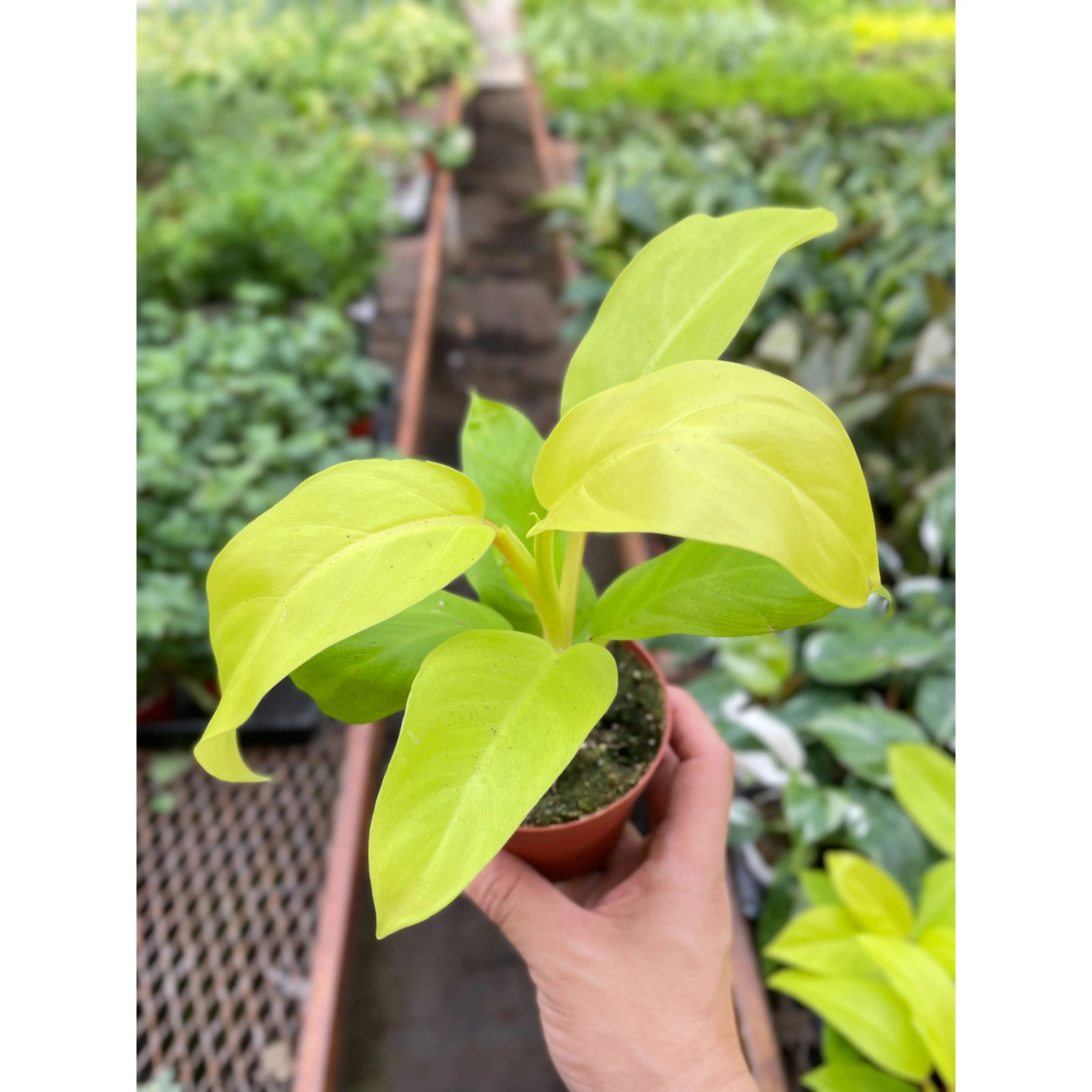 Philodendron Golden Goddess - 4