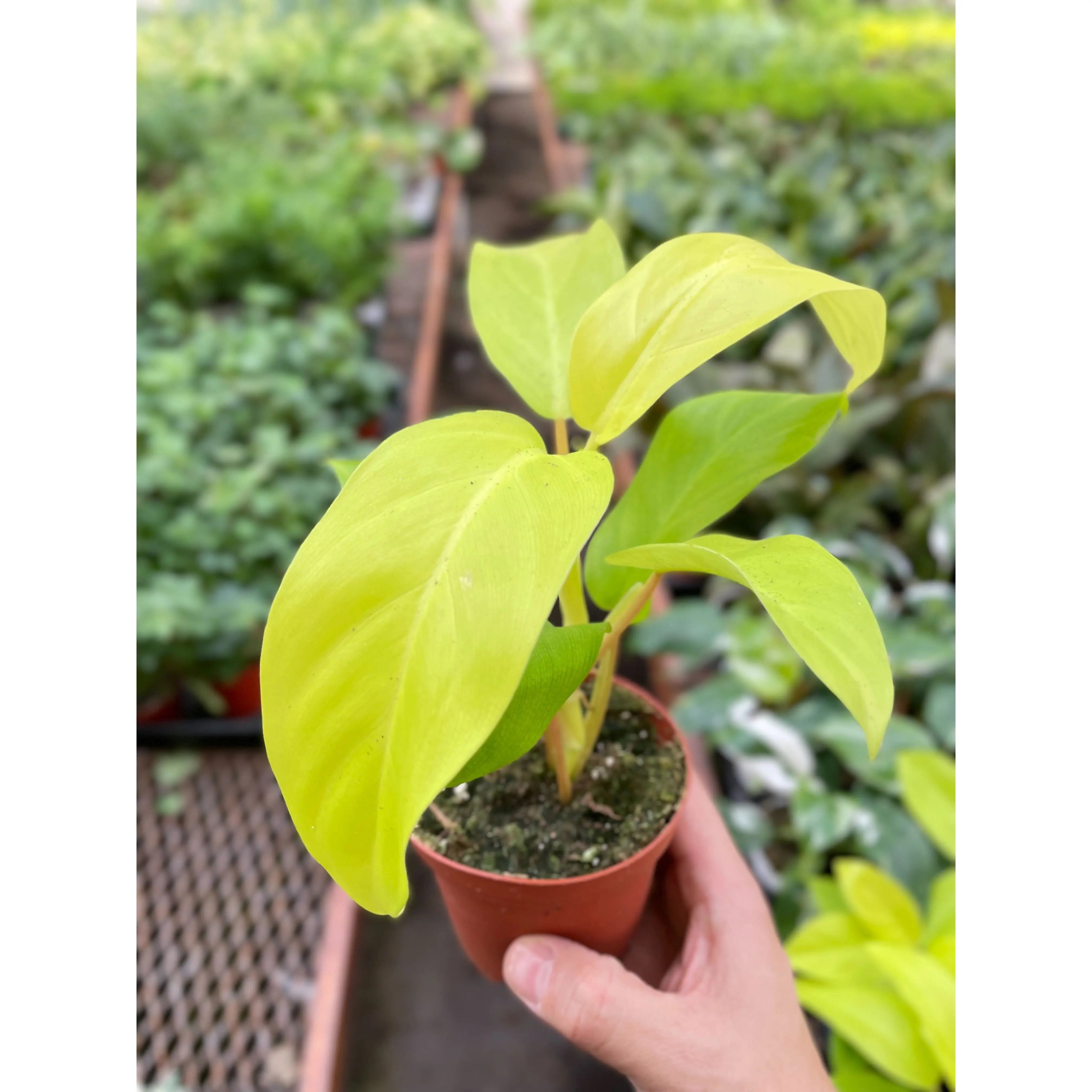 Philodendron Golden Goddess - 4