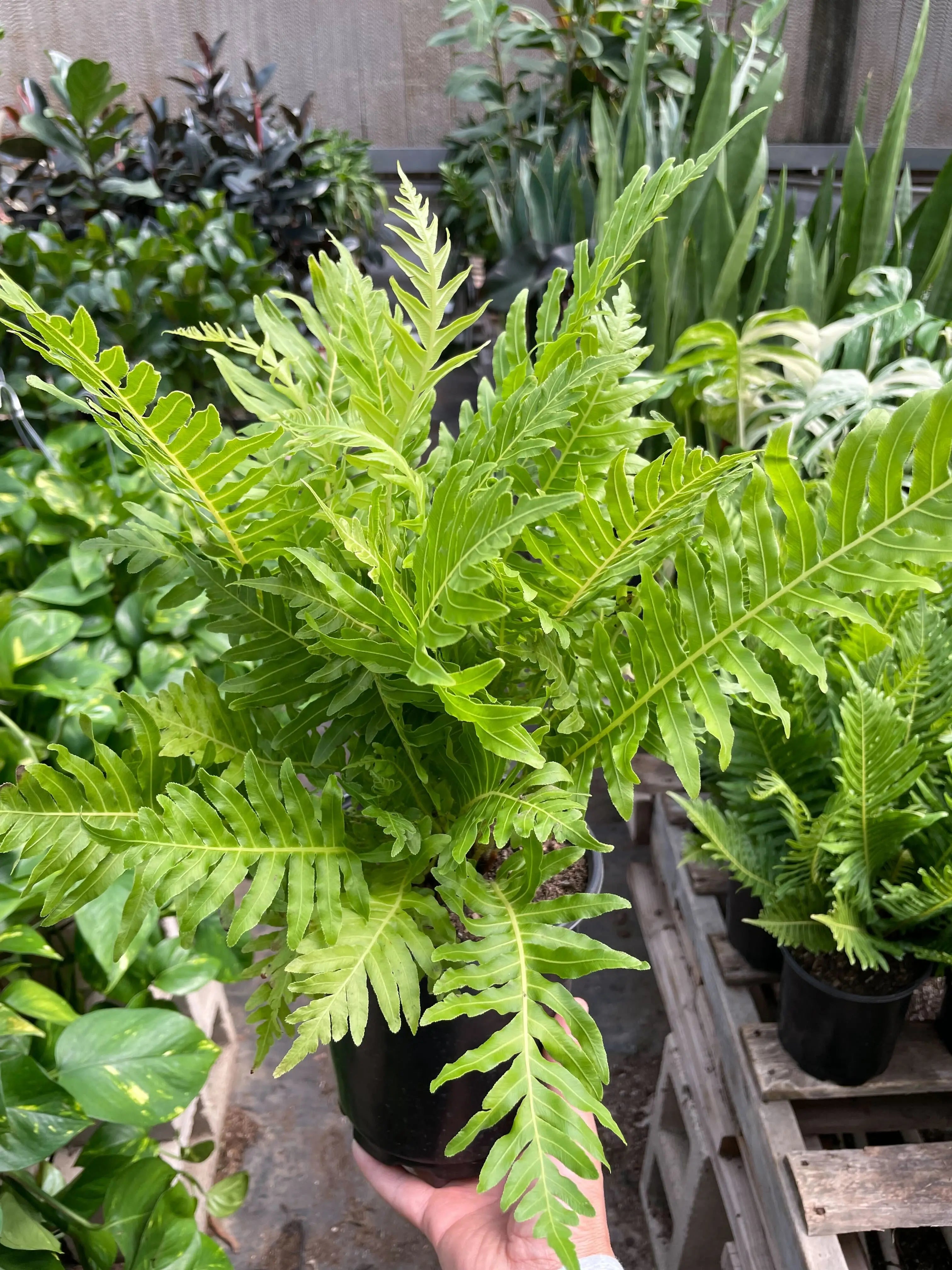 Fern Silver Lady - 6