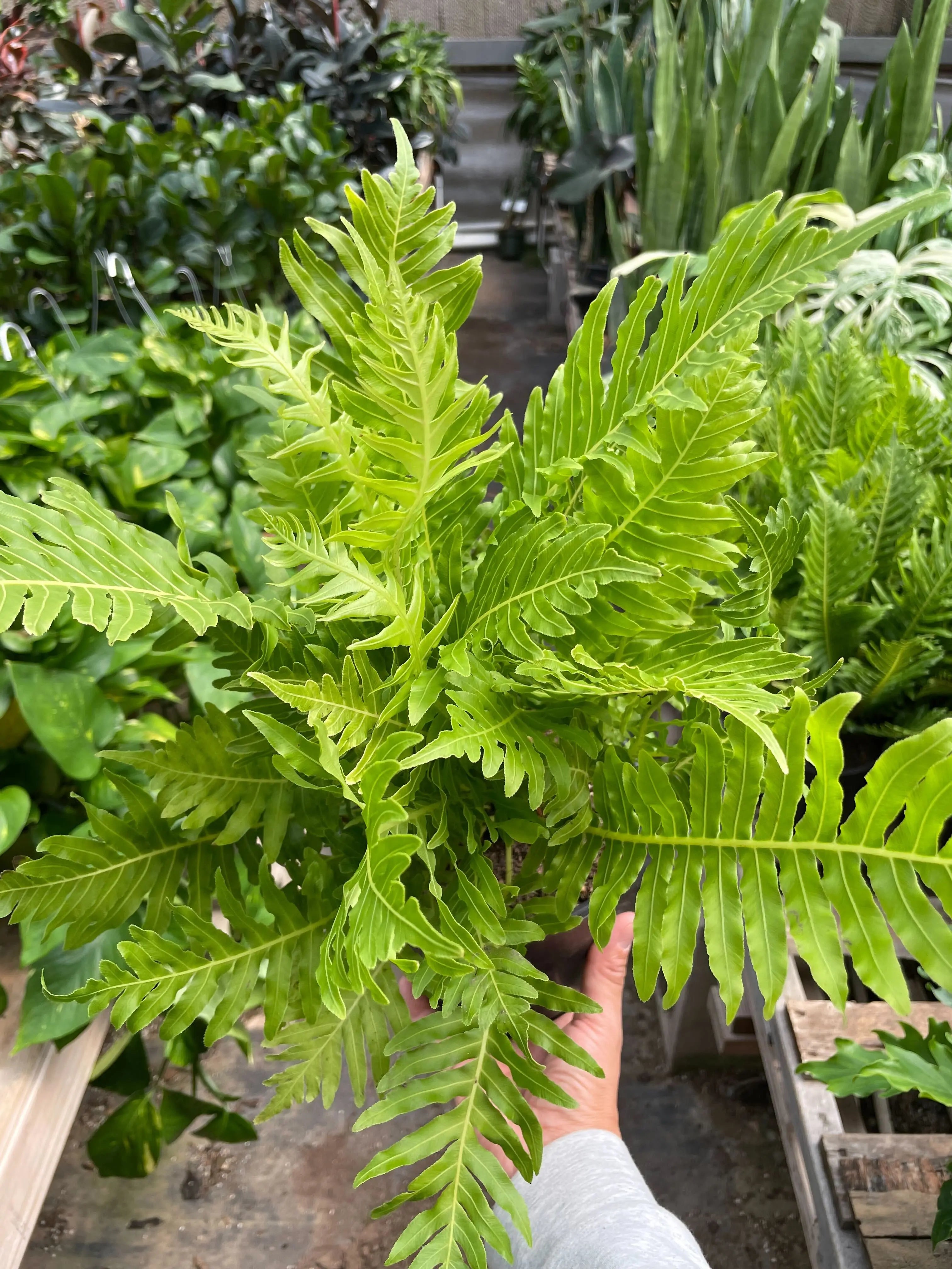Fern Silver Lady - 6