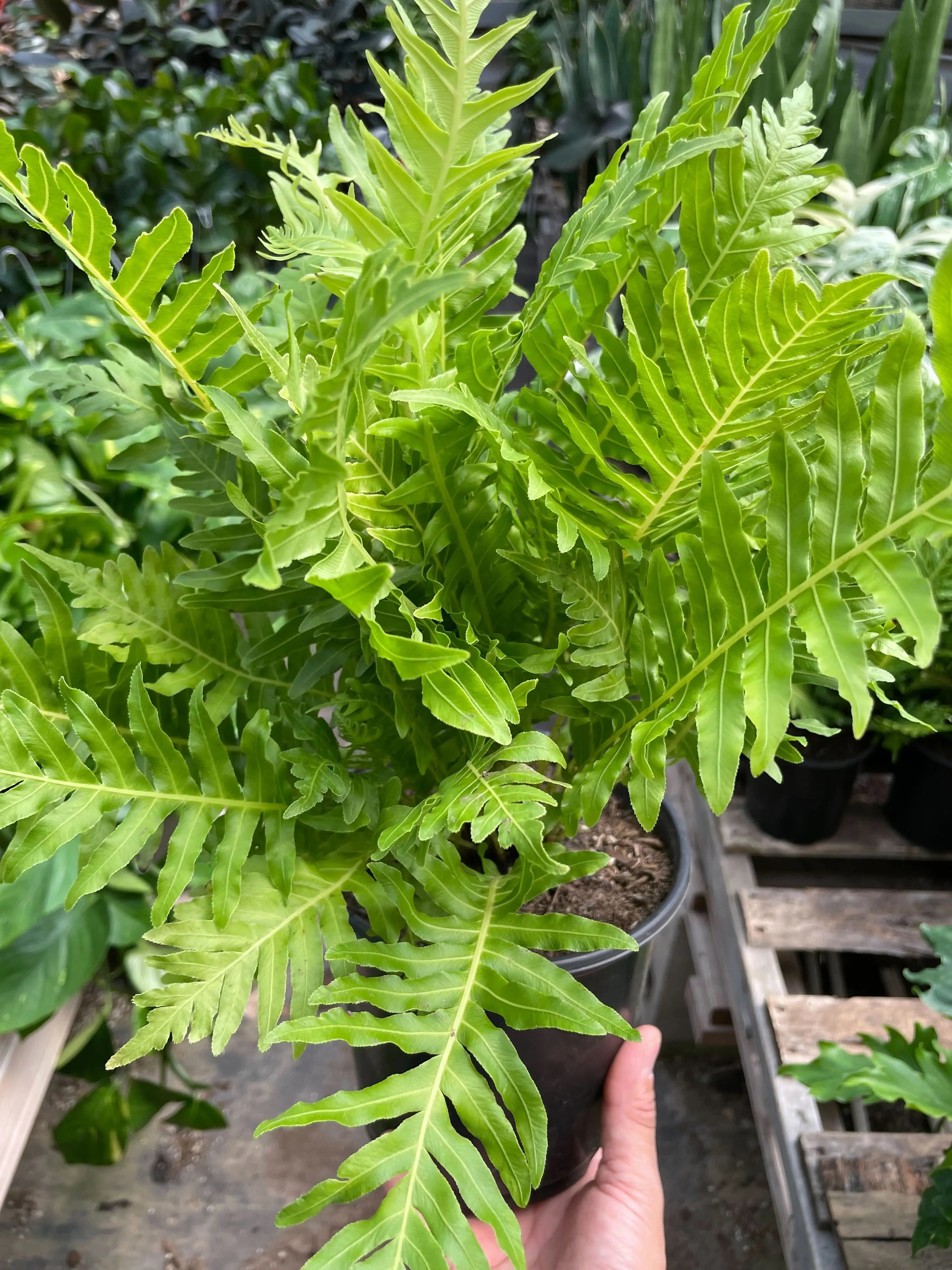 Fern Silver Lady - 6