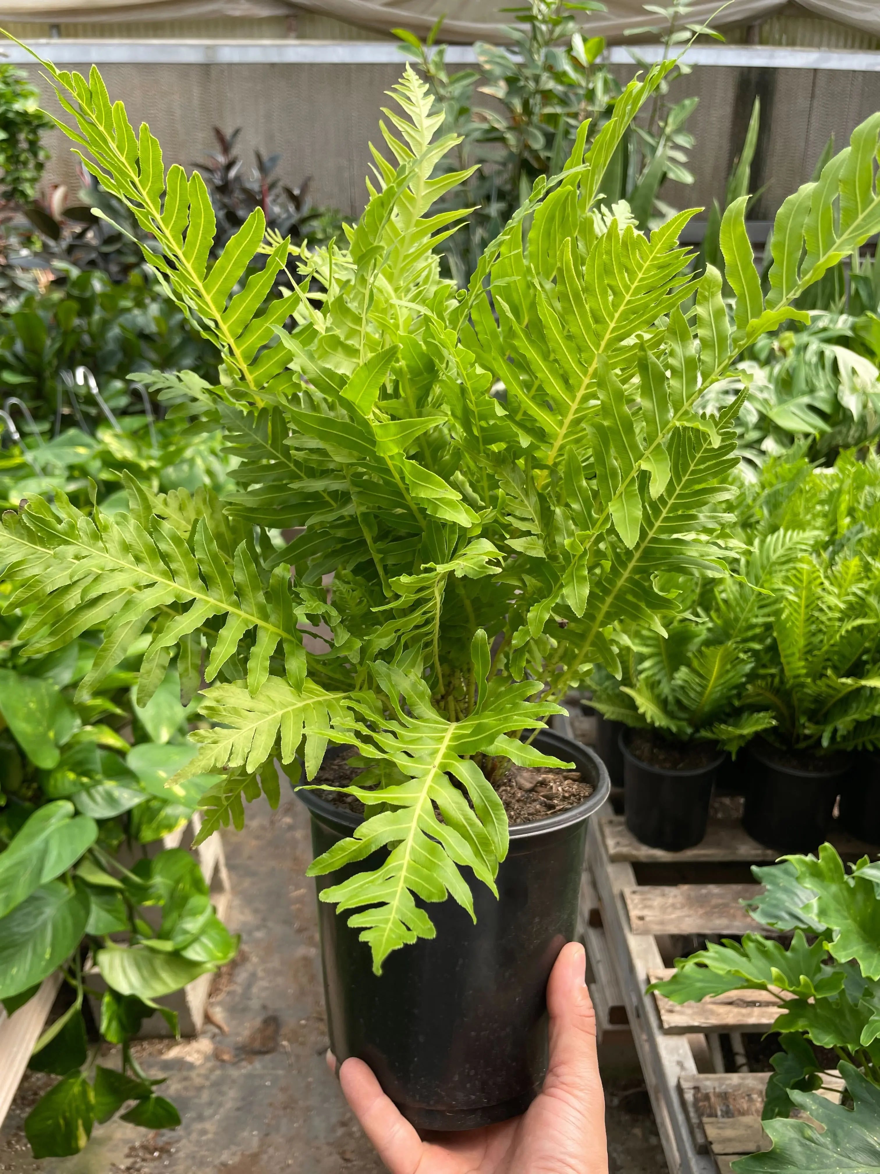 Fern Silver Lady - 6