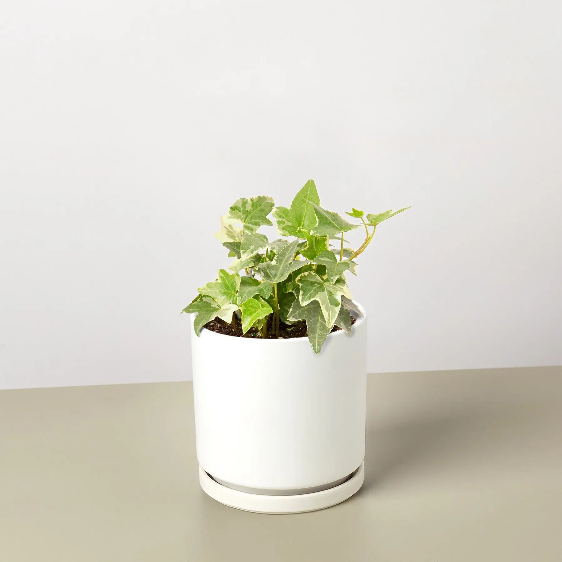 English Ivy 'Glacier'