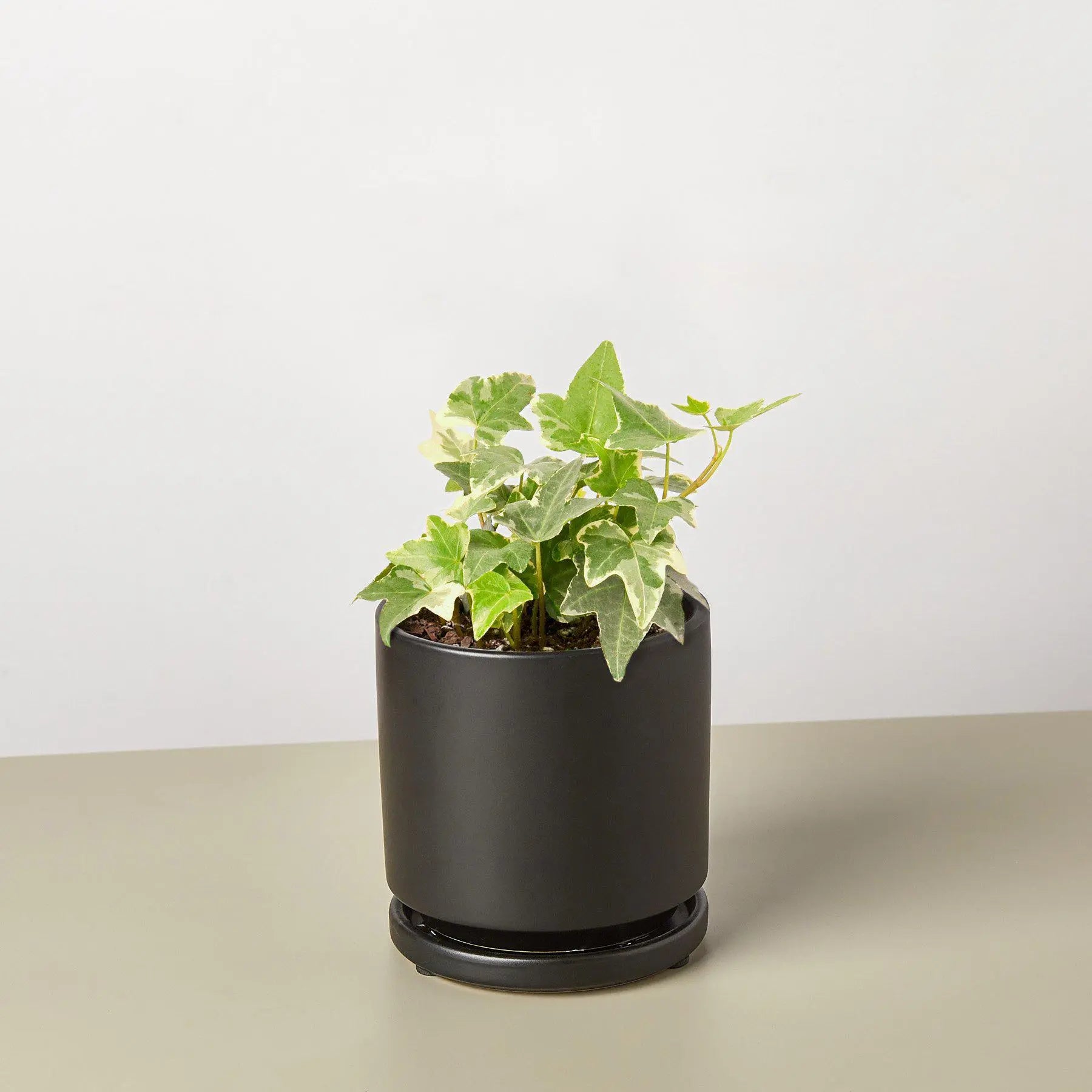 English Ivy 'Glacier'