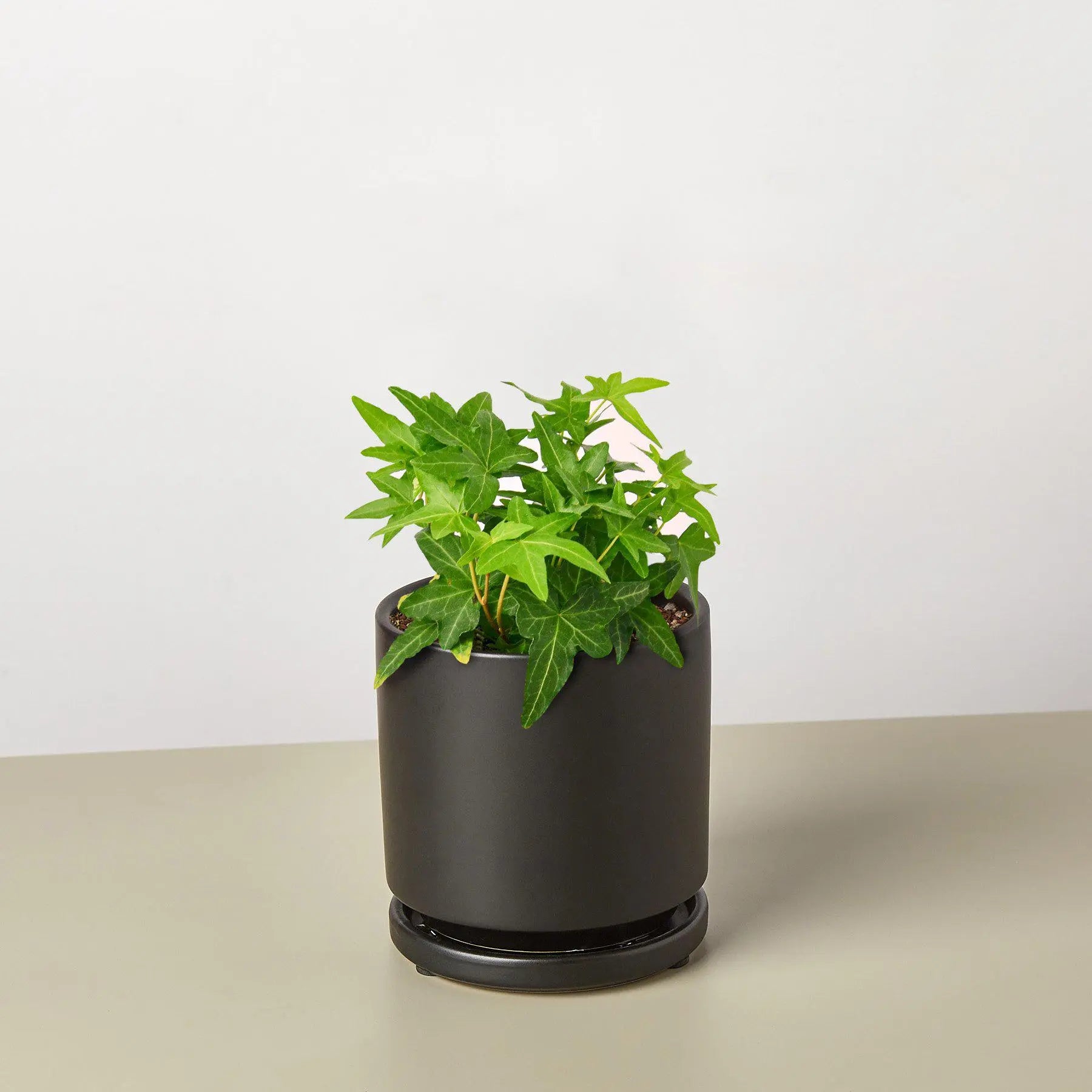 English Ivy 'Green California'