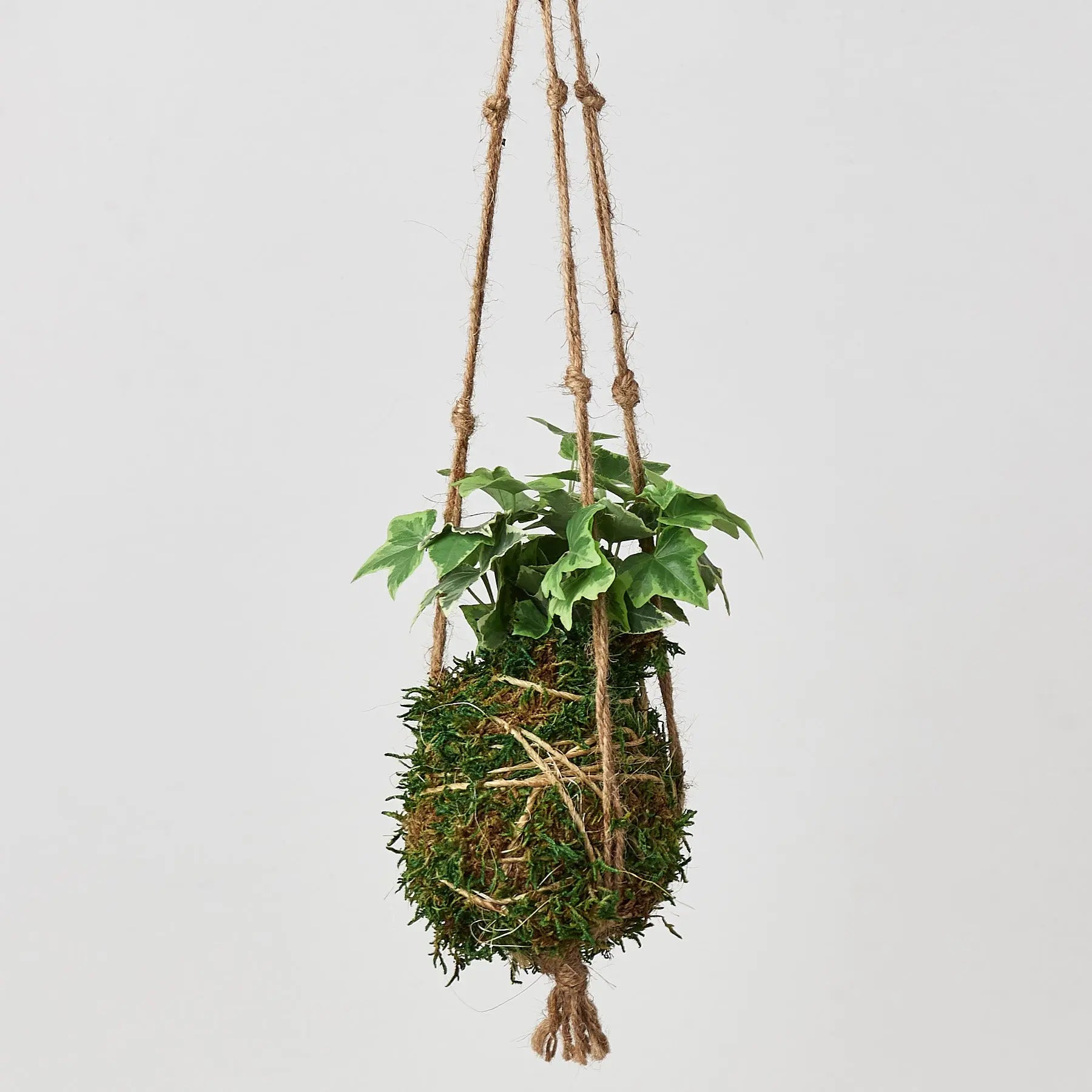 Kokedama Moss Ball Hanging Plant