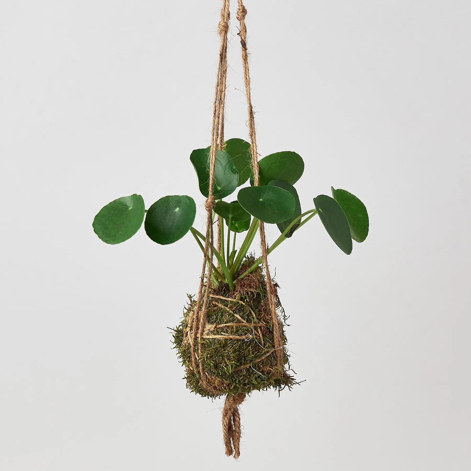 Kokedama Moss Ball Hanging Plant
