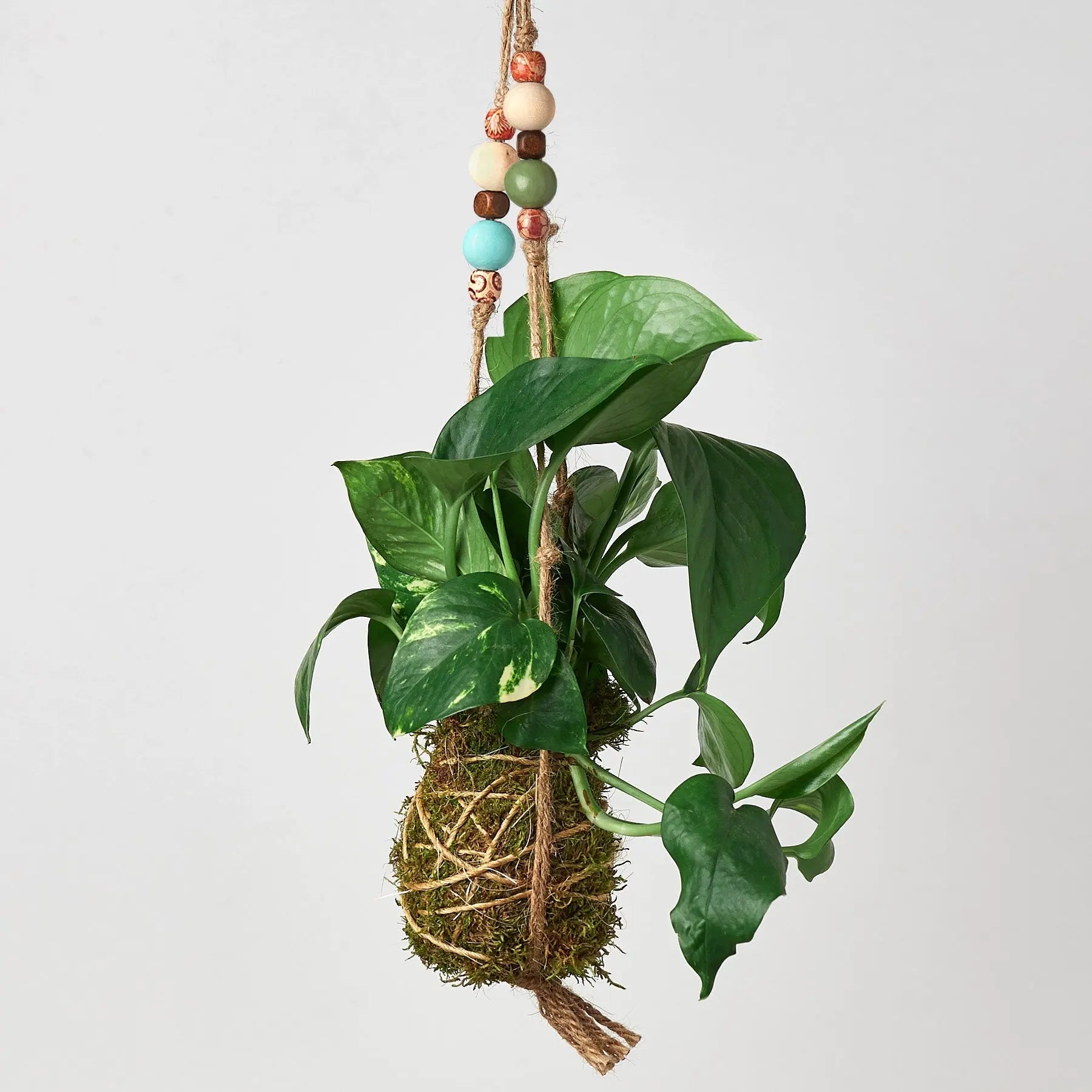 Bead Kokedama Moss Ball Hanging Plant