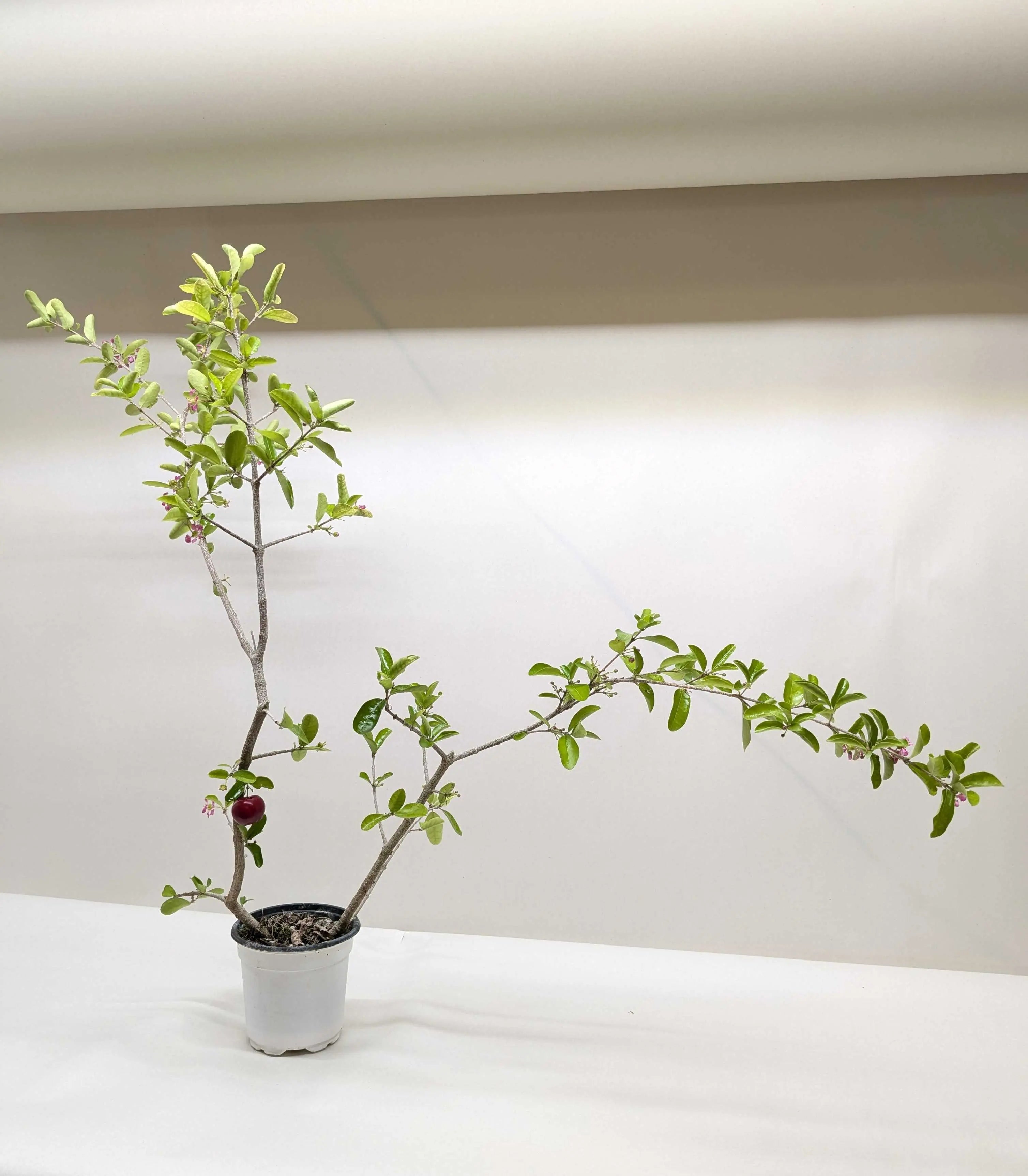 Malpighia Barbados Cherry