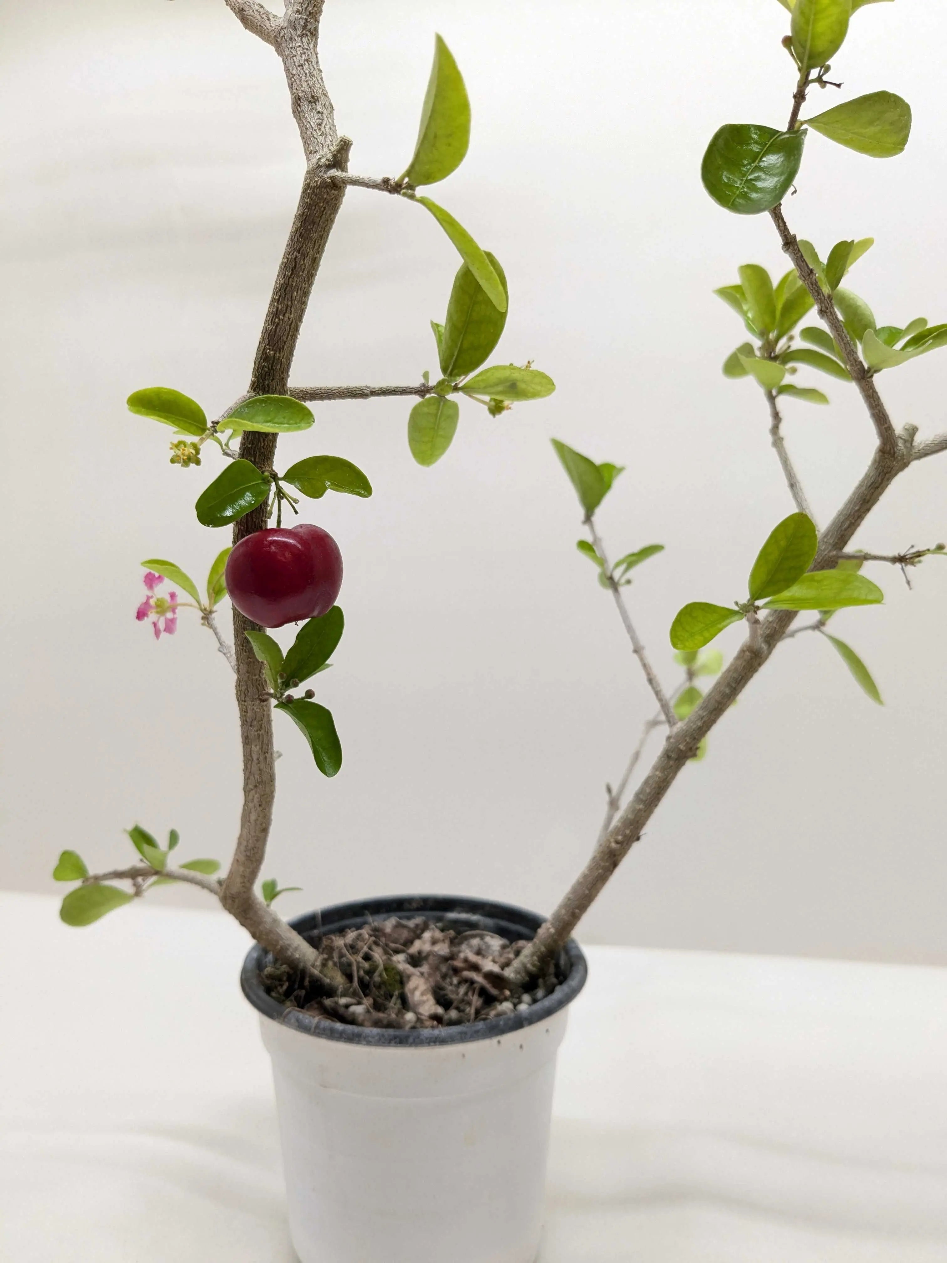 Malpighia Barbados Cherry