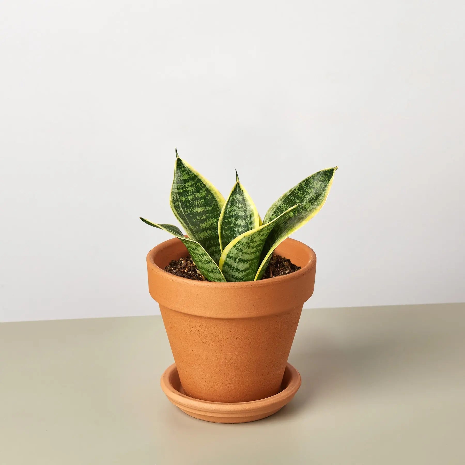 Snake Plant 'Laurentii Dwarf'