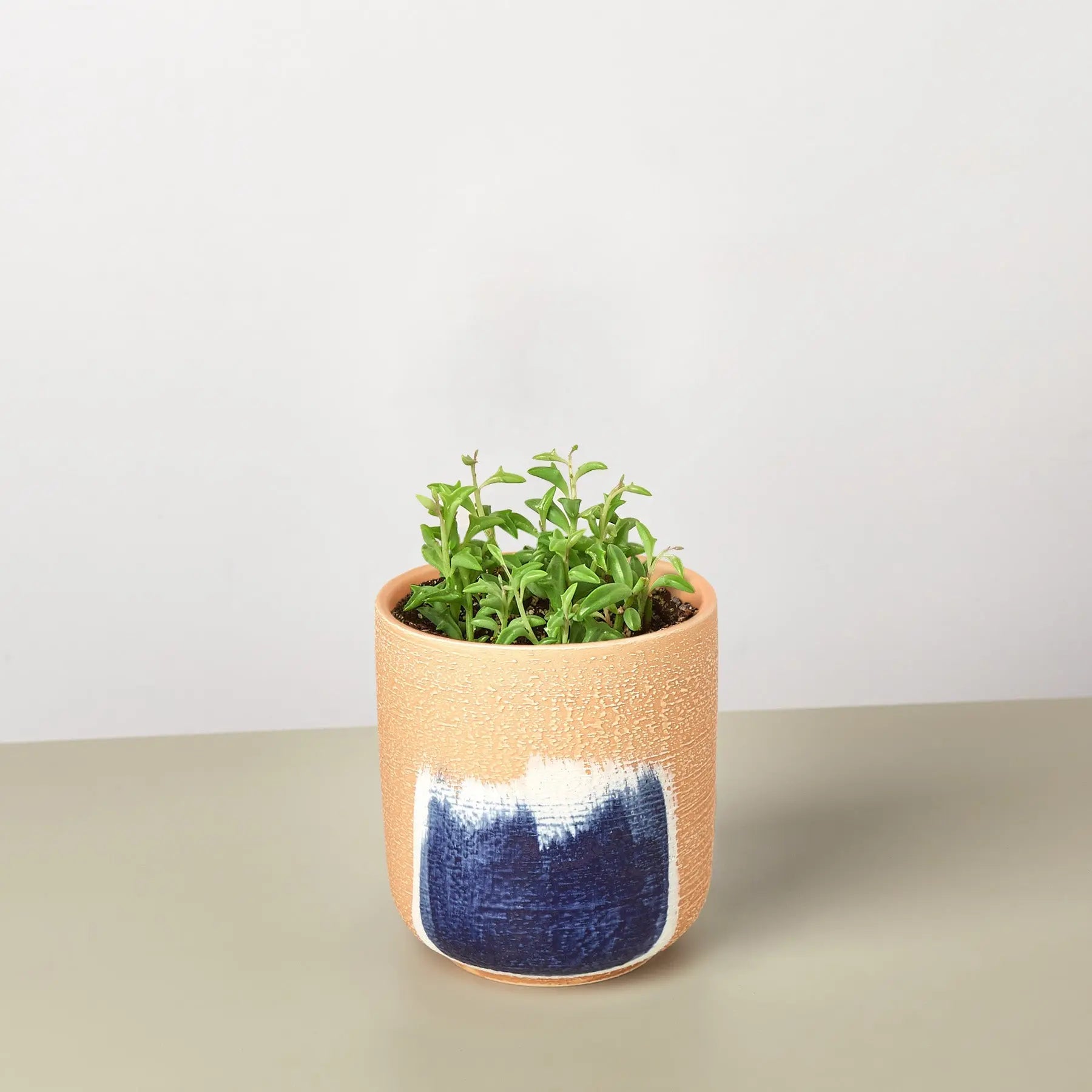 Succulent 'String of Dolphins'