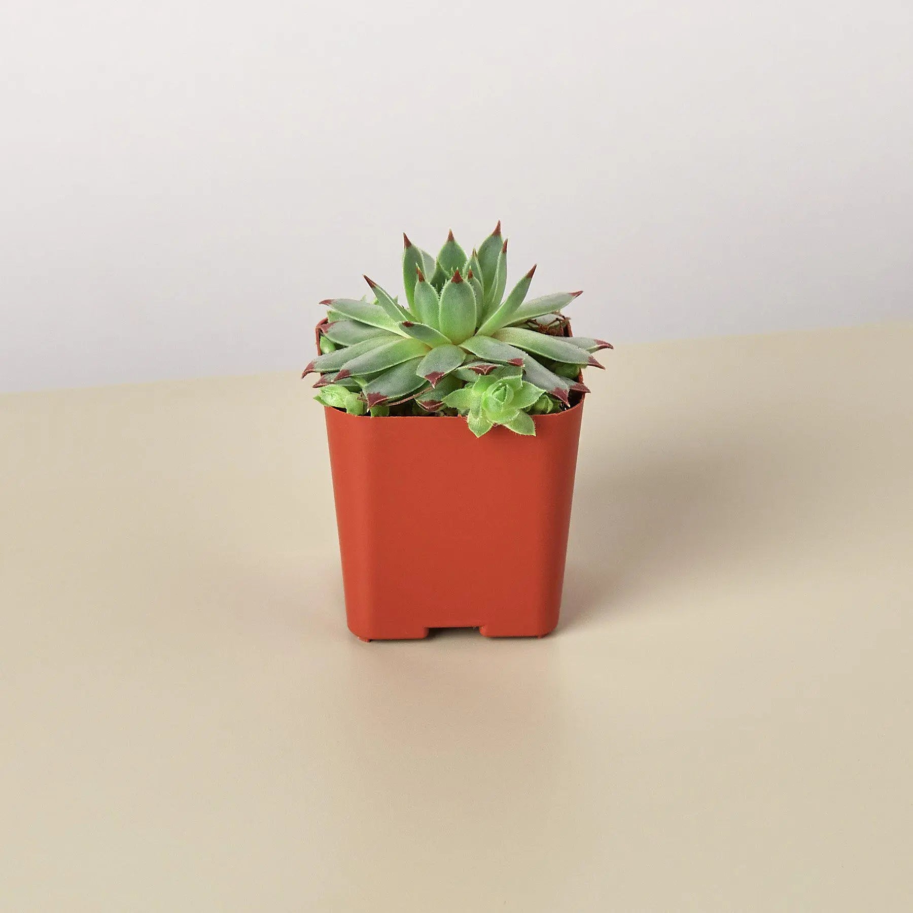 Succulent Variety Packs- 2.0
