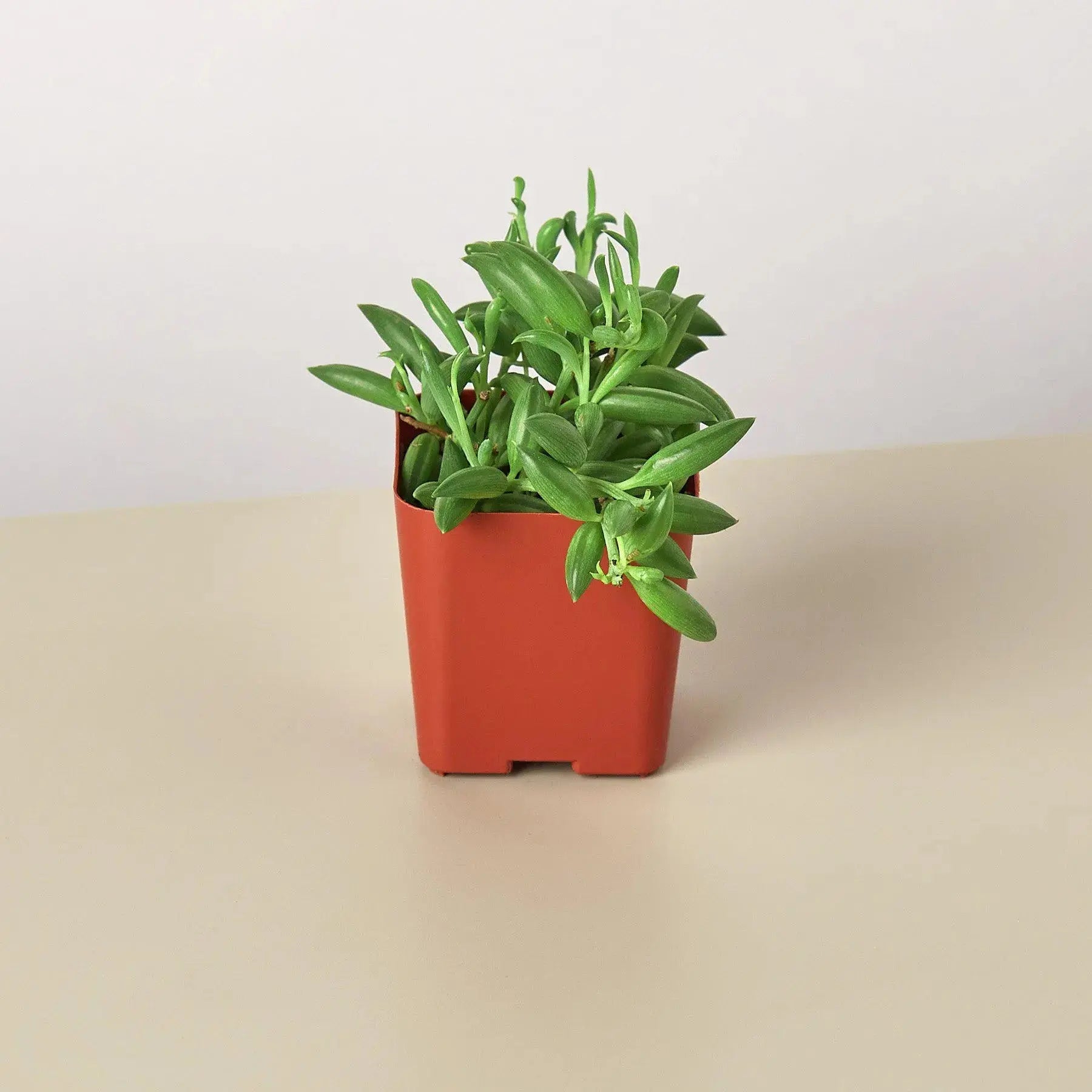 Succulent 'String of Bananas'