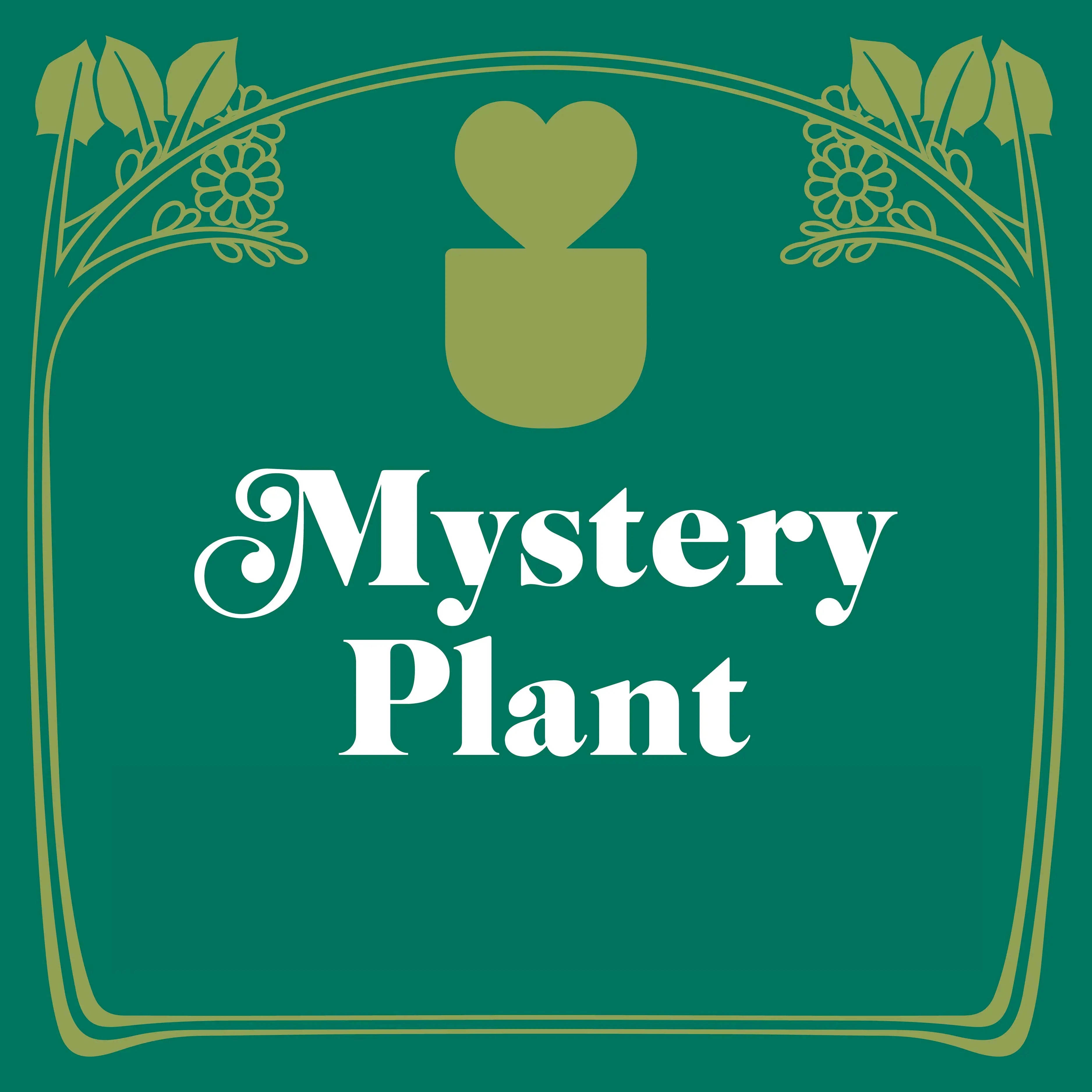 Mystery House Plant - 3