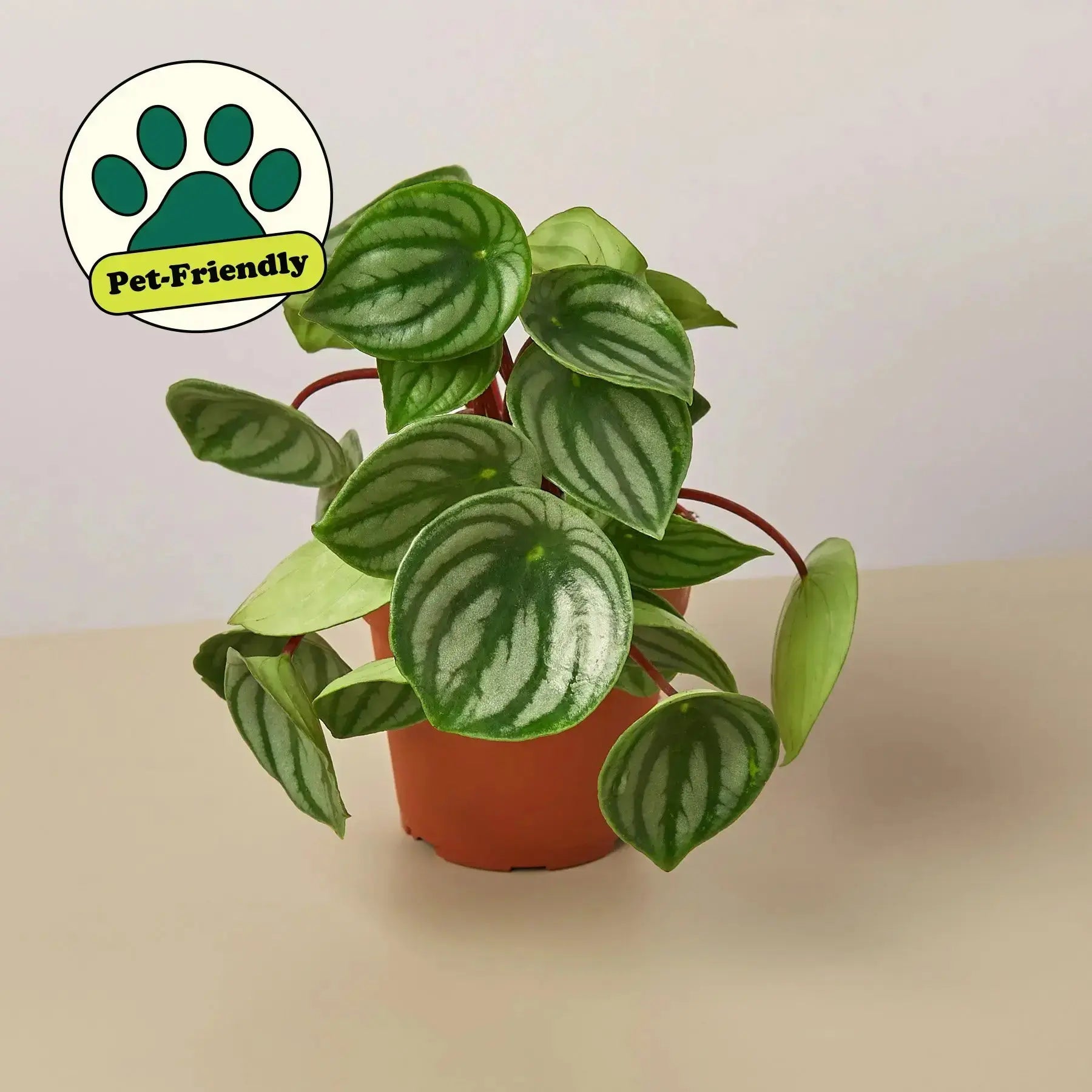 Watermelon Peperomia - Easy-Care Indoor Plant Gift
