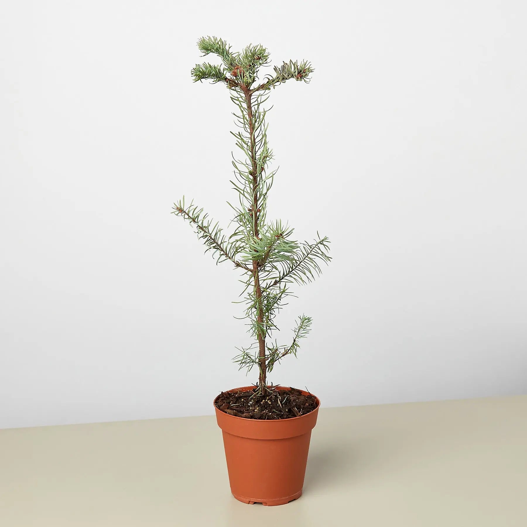 Noble Fir Tree