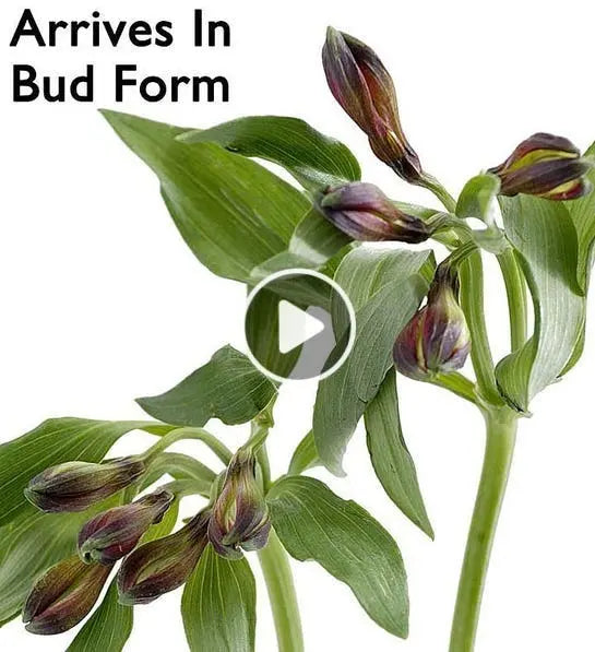 Nature's Charm Bouquet