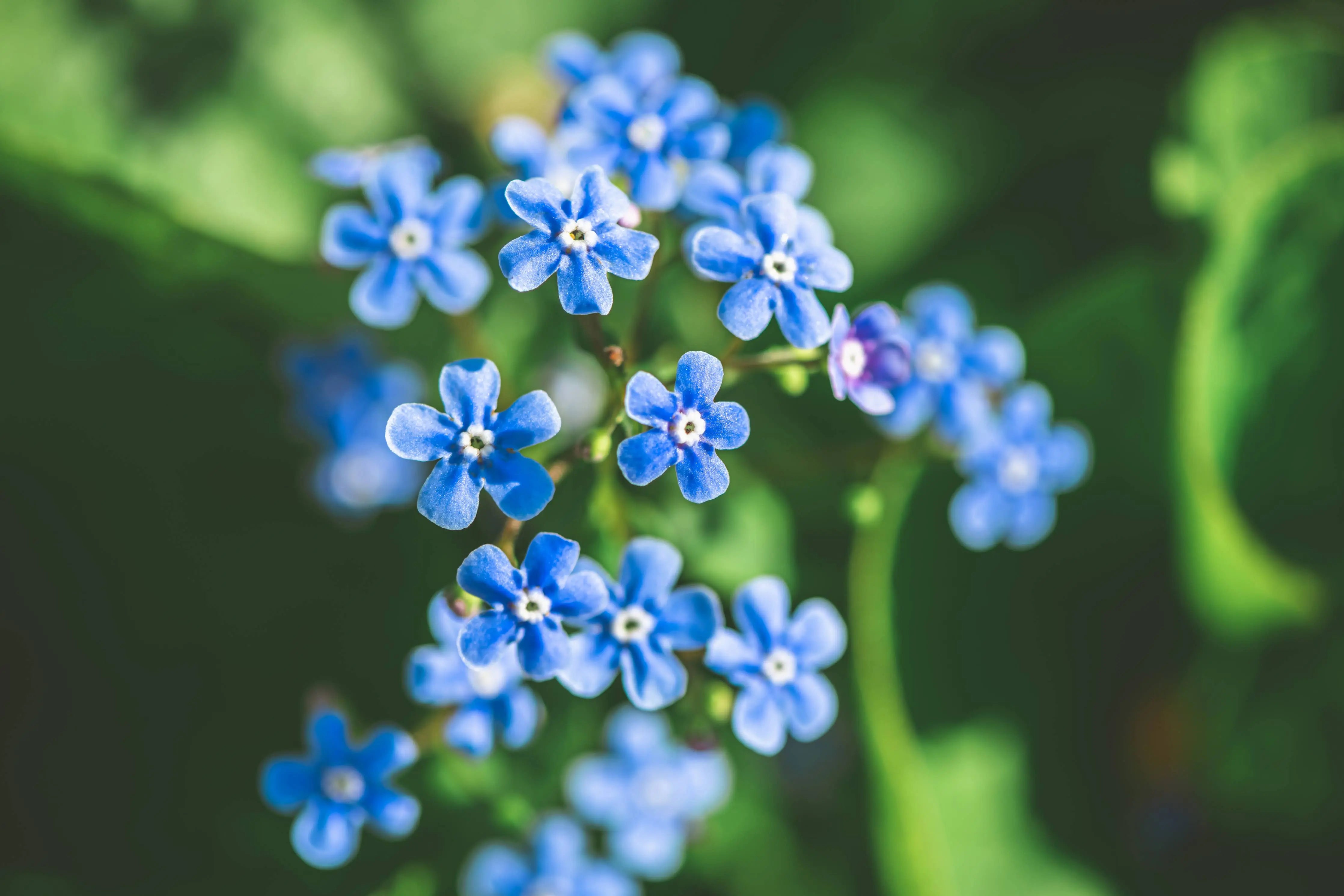 memory flower seeds Seeds of Remembrance Memorial - Forget Me Not Seed Packets