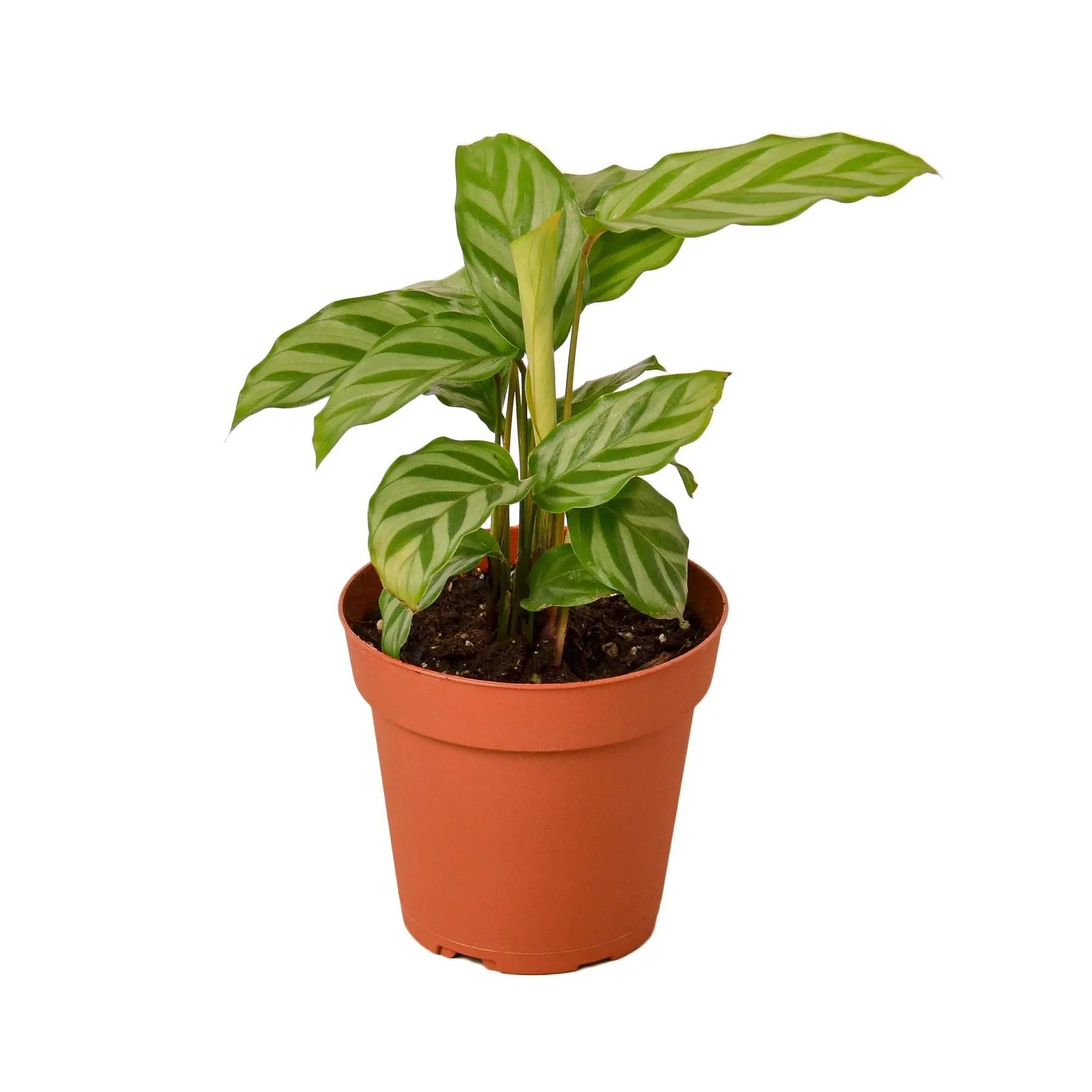 Calathea Concinna 'Freddie' - 4