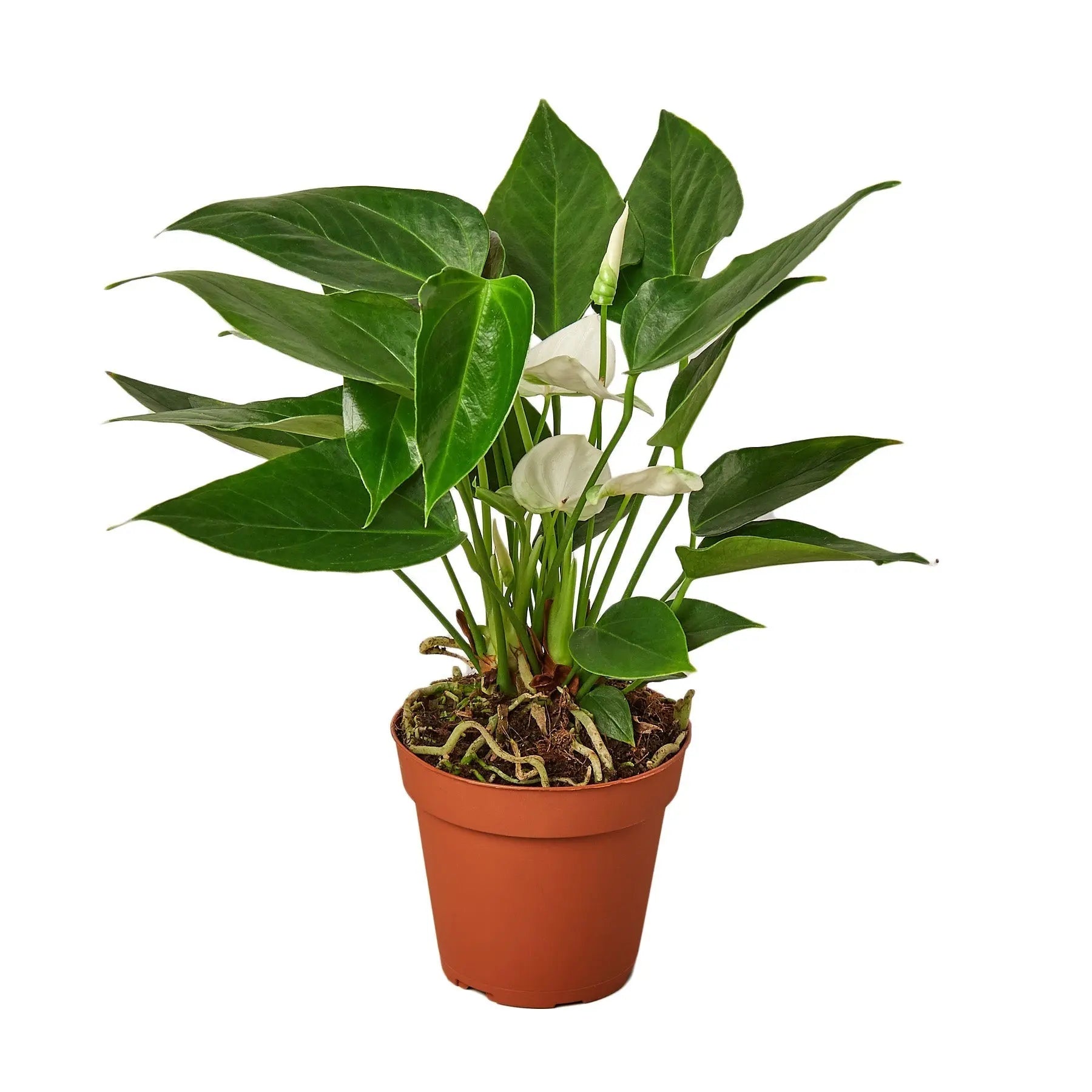 Anthurium 'White' - 4