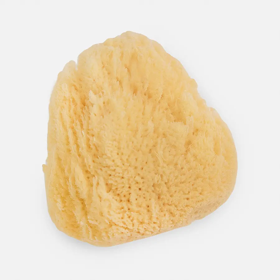 Natural Sea Sponge - Medium Bath & Spa Exfoliating Sponge Bath Accessories Company