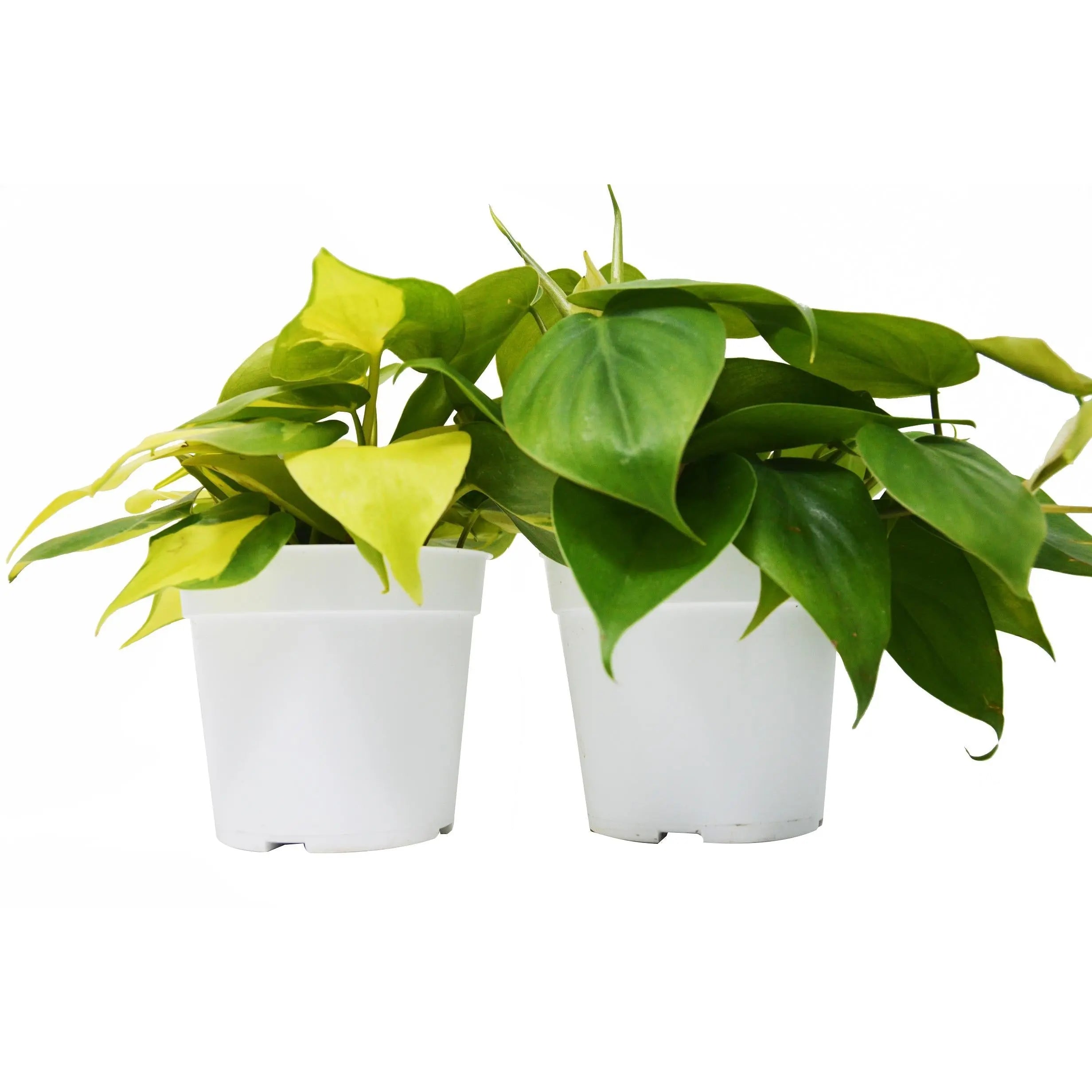 2 Philodendron Variety Pack - 4