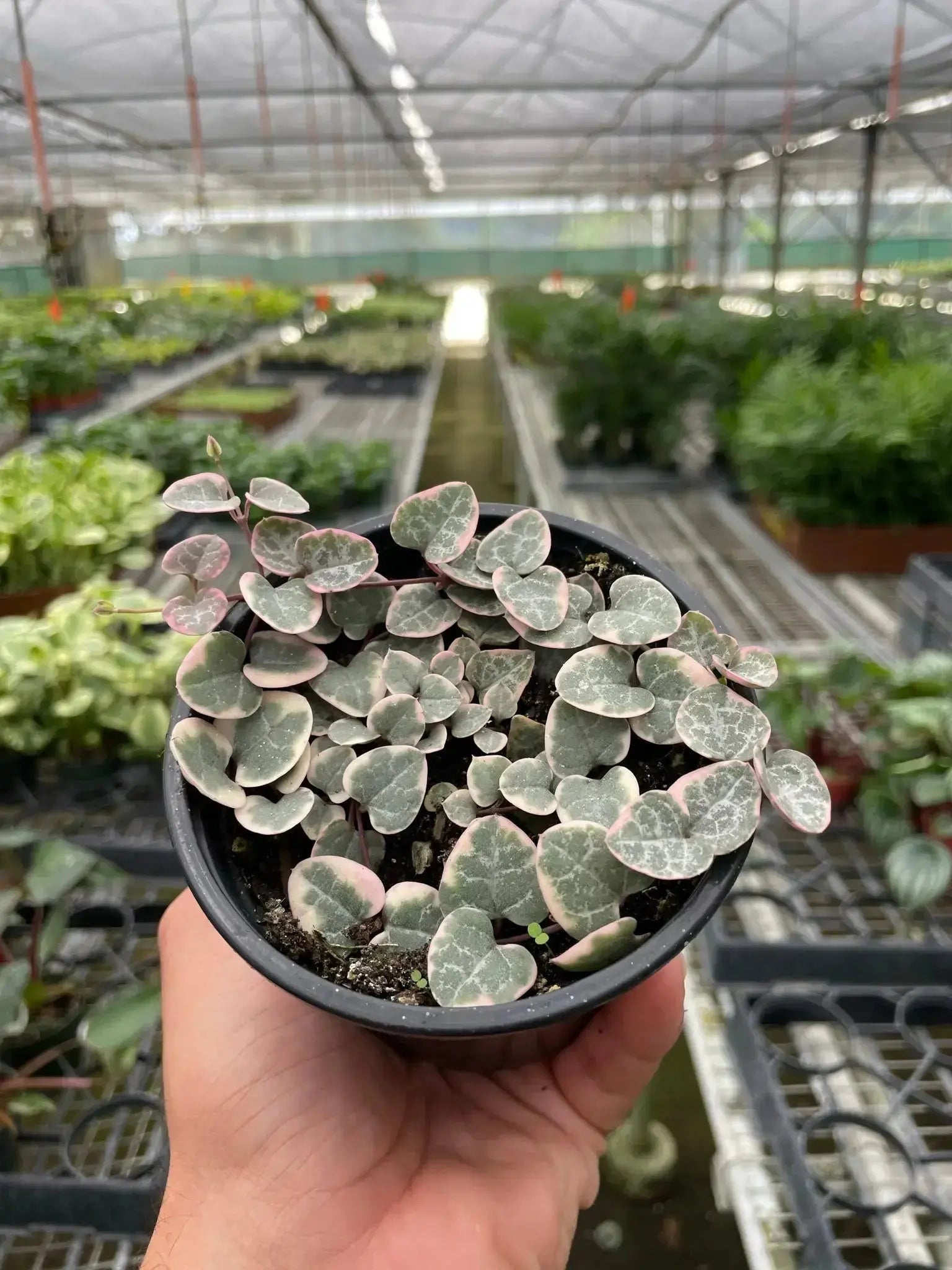 Variegated String of Hearts Plant | Ceropegia woodii