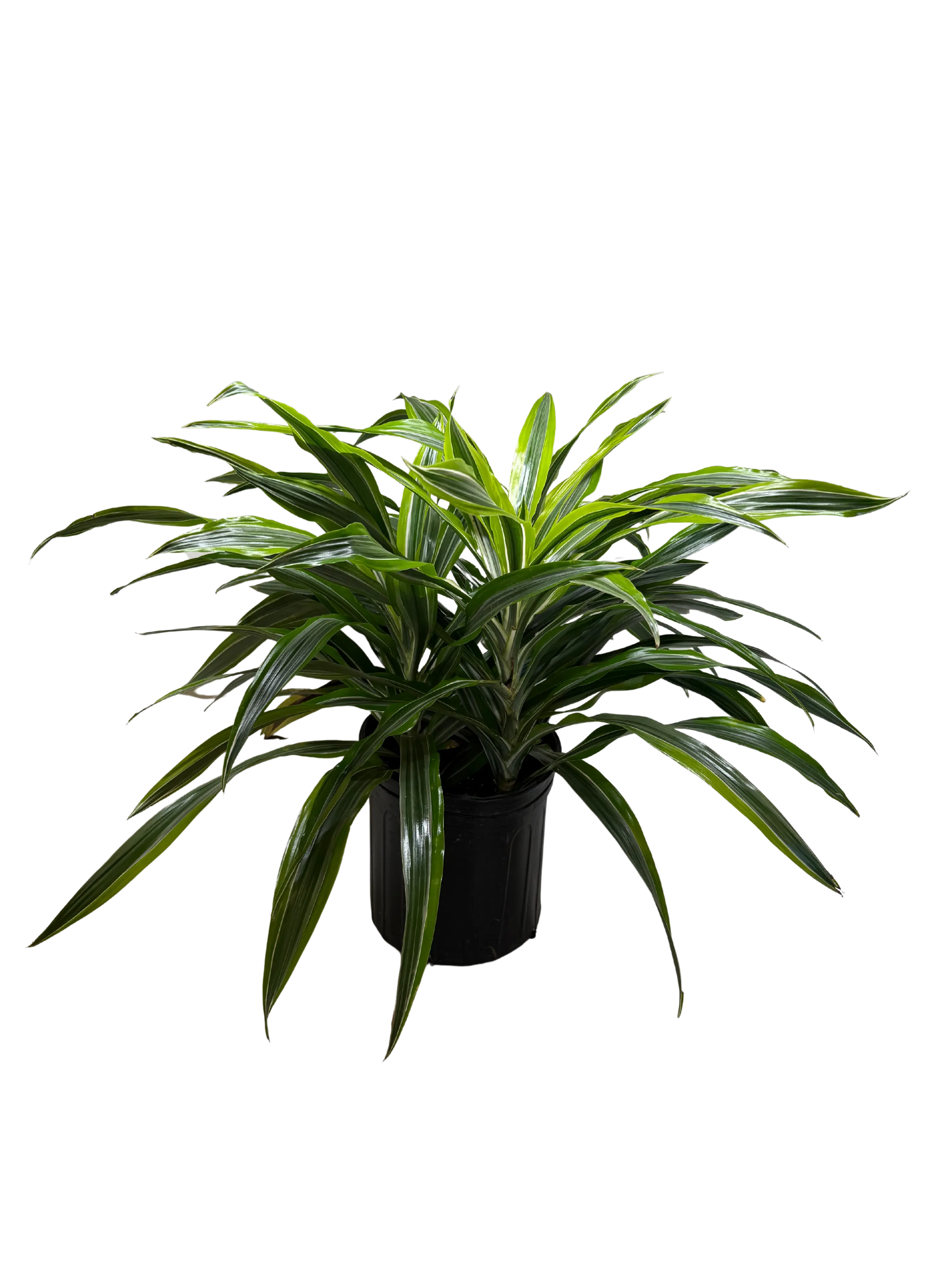 Dracaena 'Lemon Lime'