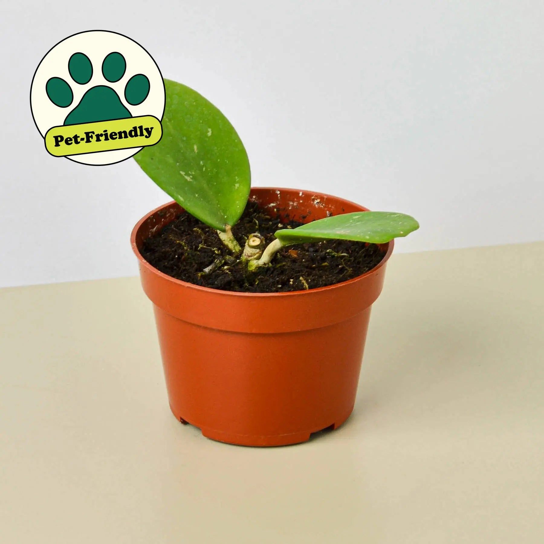Hoya Obovata – Wax Plant | Live Tropical Houseplant