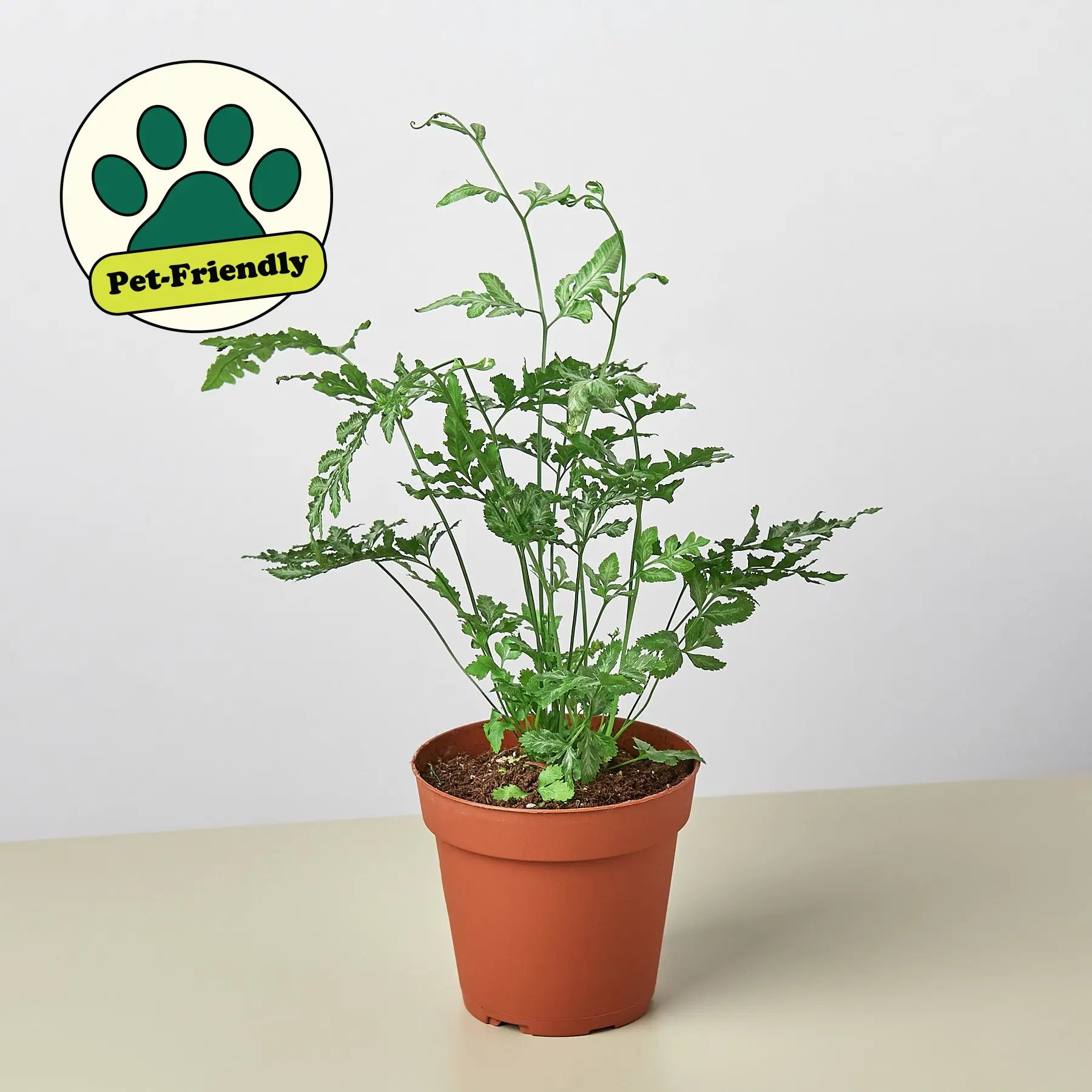 Fern 'Silver Lace'