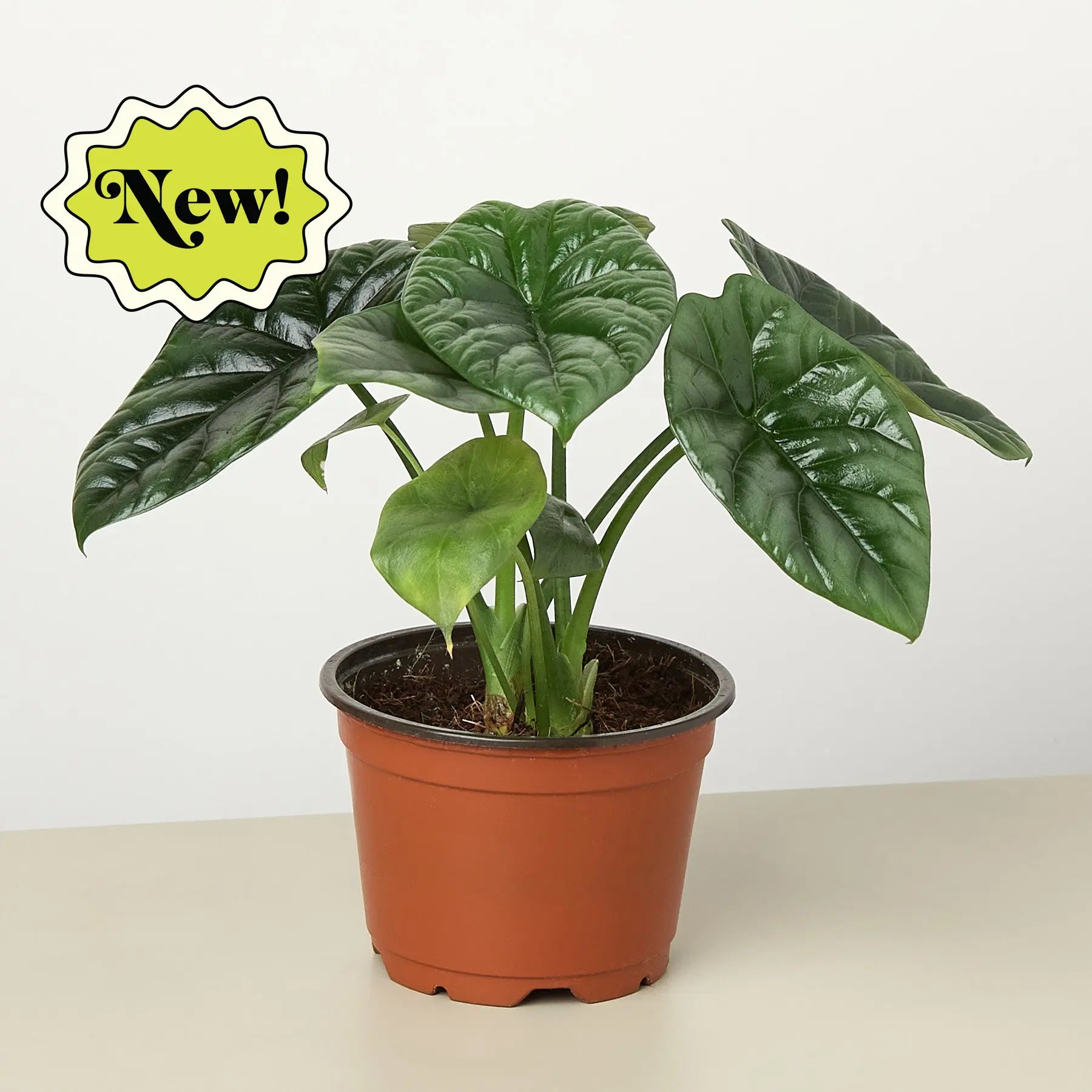 Alocasia 'Mirror Face' - 4