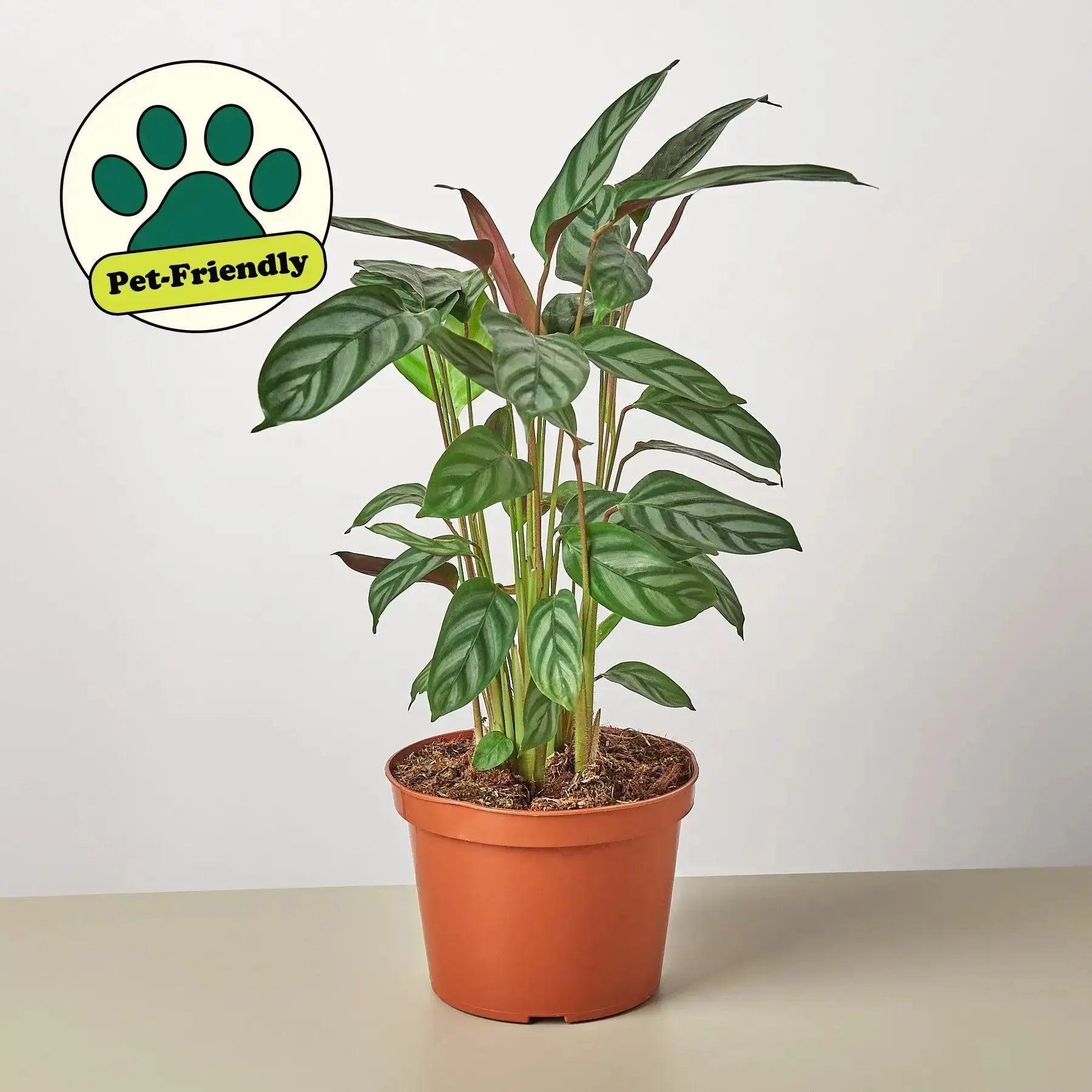 Calathea Grey Star – Live Indoor Plant