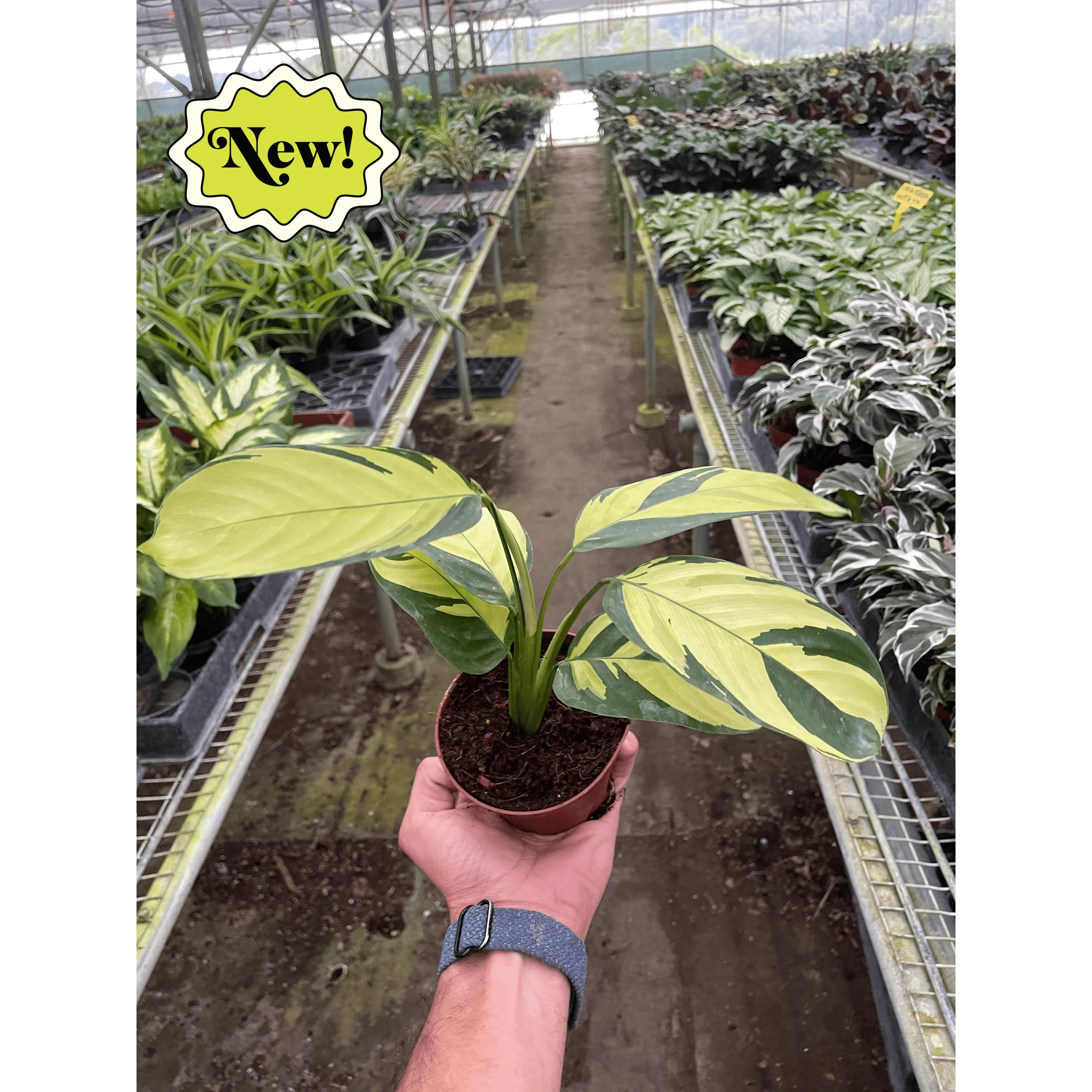 Calathea 'Pilosa'