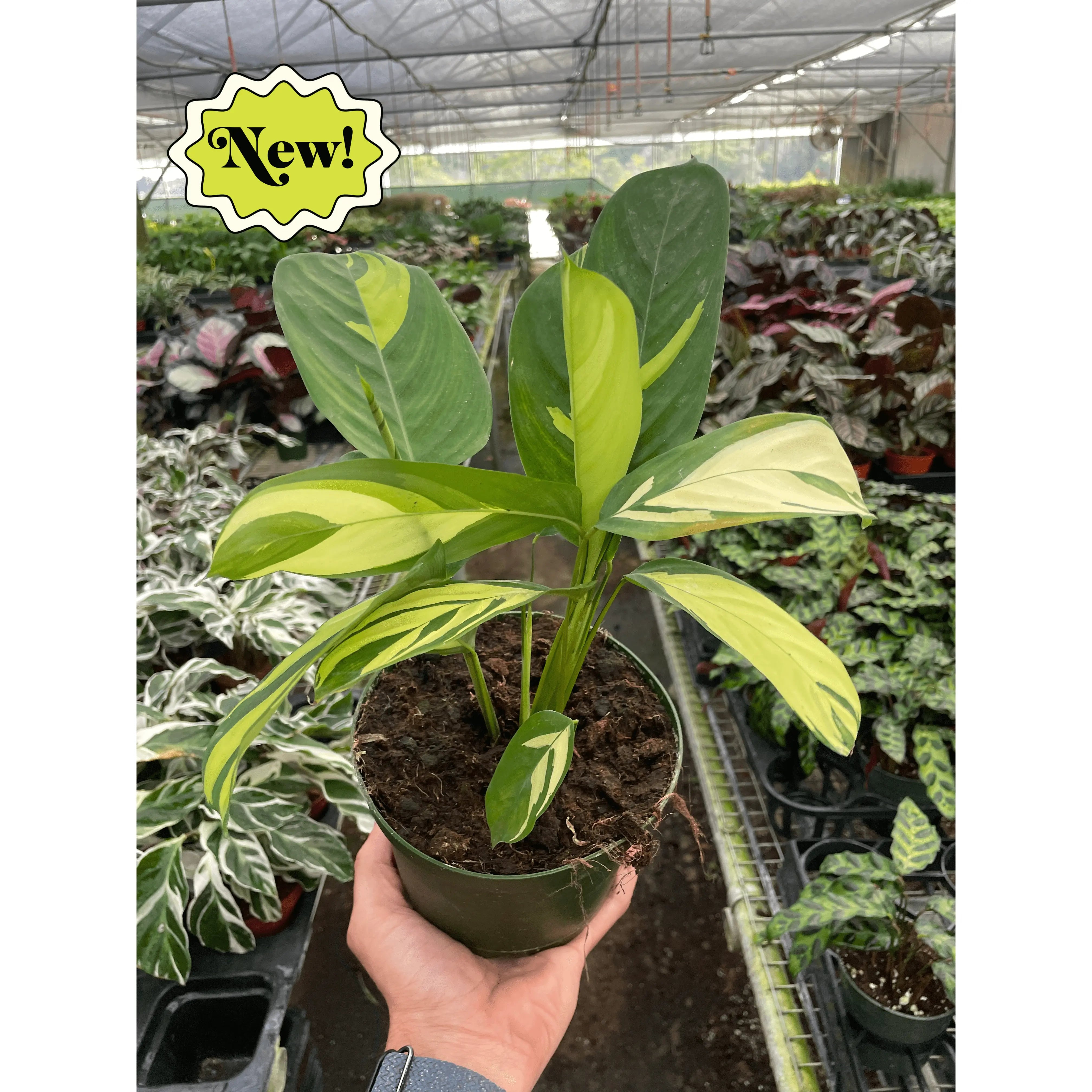 Calathea 'Pilosa'