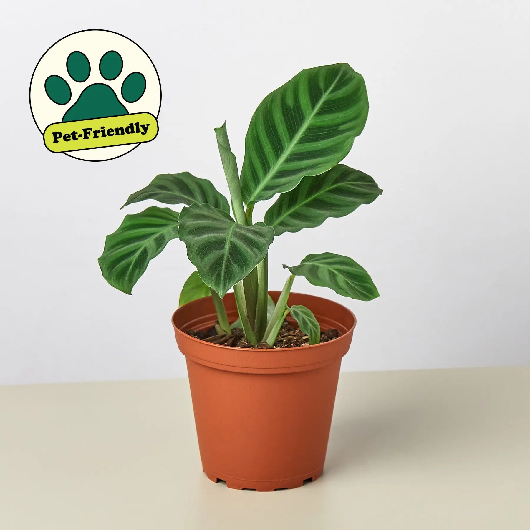 Calathea 'Zebrina' - 4" Pot